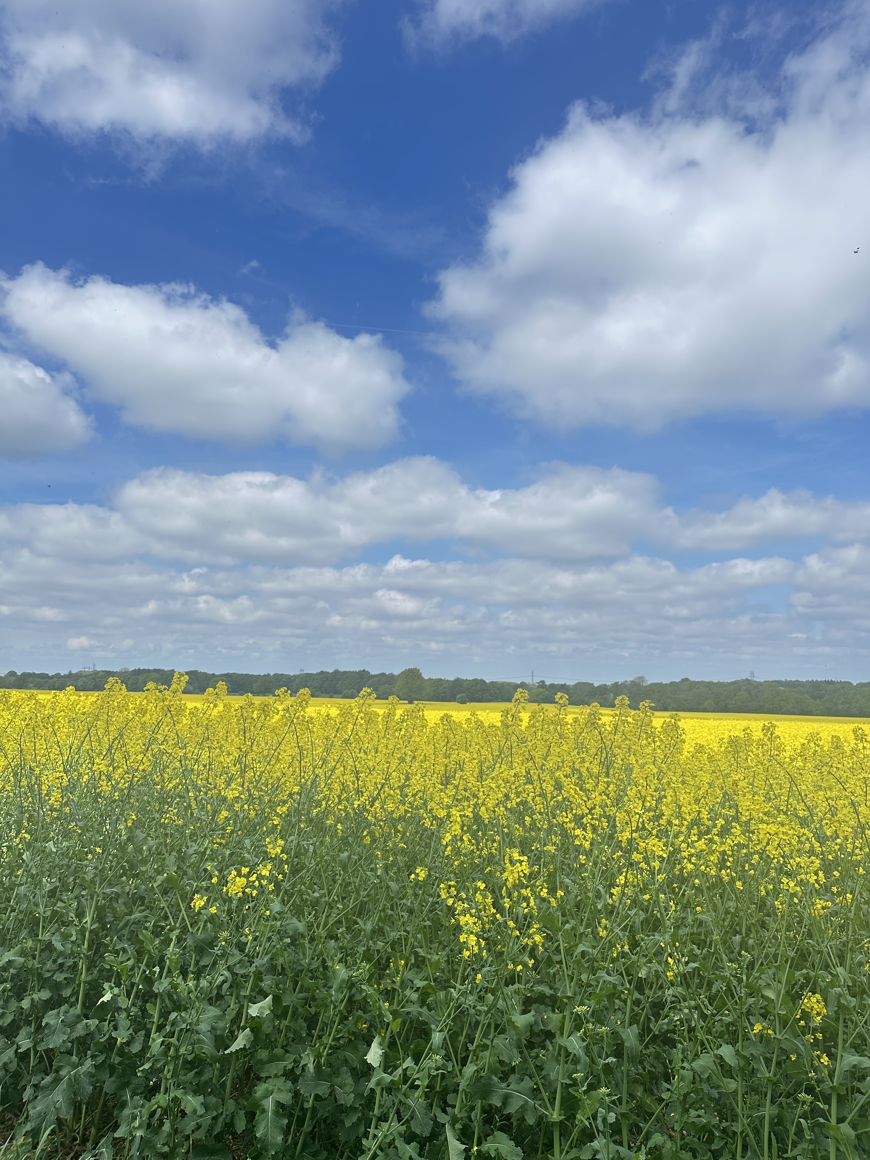 Gula rapsfält mot blå himmel med moln