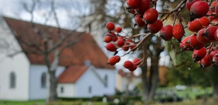 Röda rönnbär i förgrunden och Ryssby kyrka suddig i bakgrunden