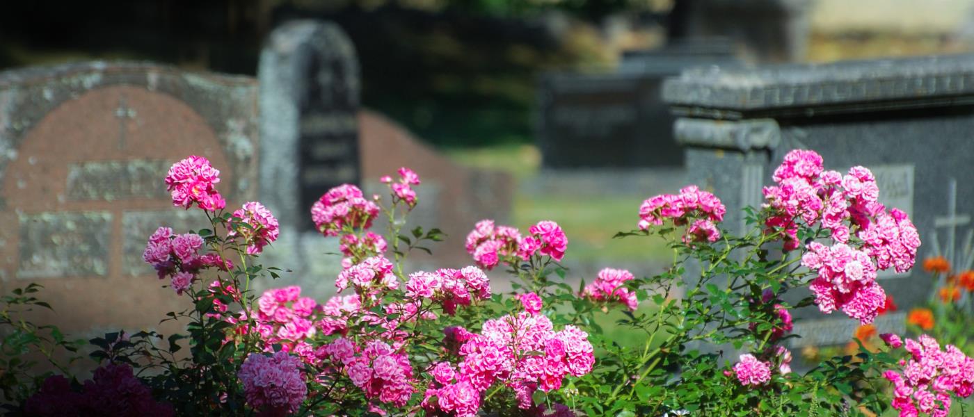 Gravsten med rosa rosor