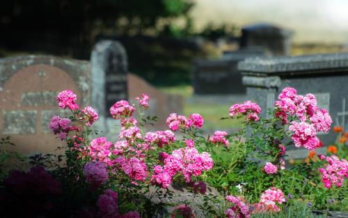 Gravsten med rosa rosor