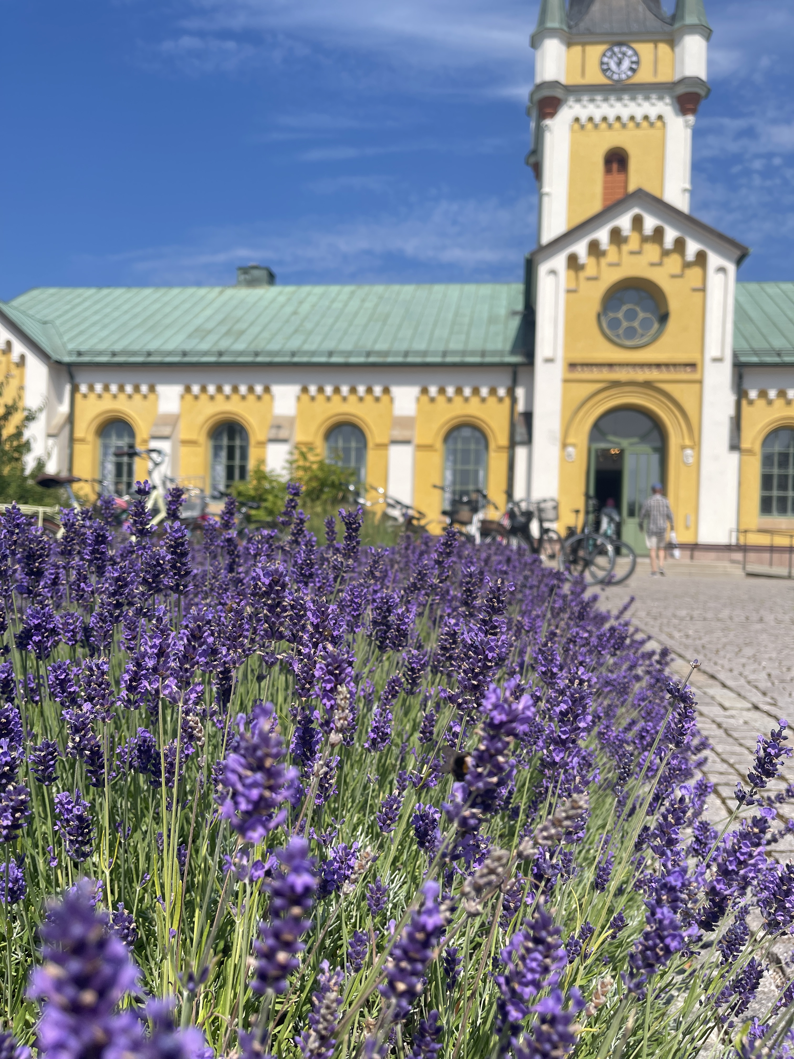 Lavendel i förgrunden till en gula kyrka på ett torg