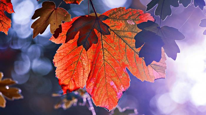 Rött löv mot en lilatonad sol som skiner in mellan höstlöven.