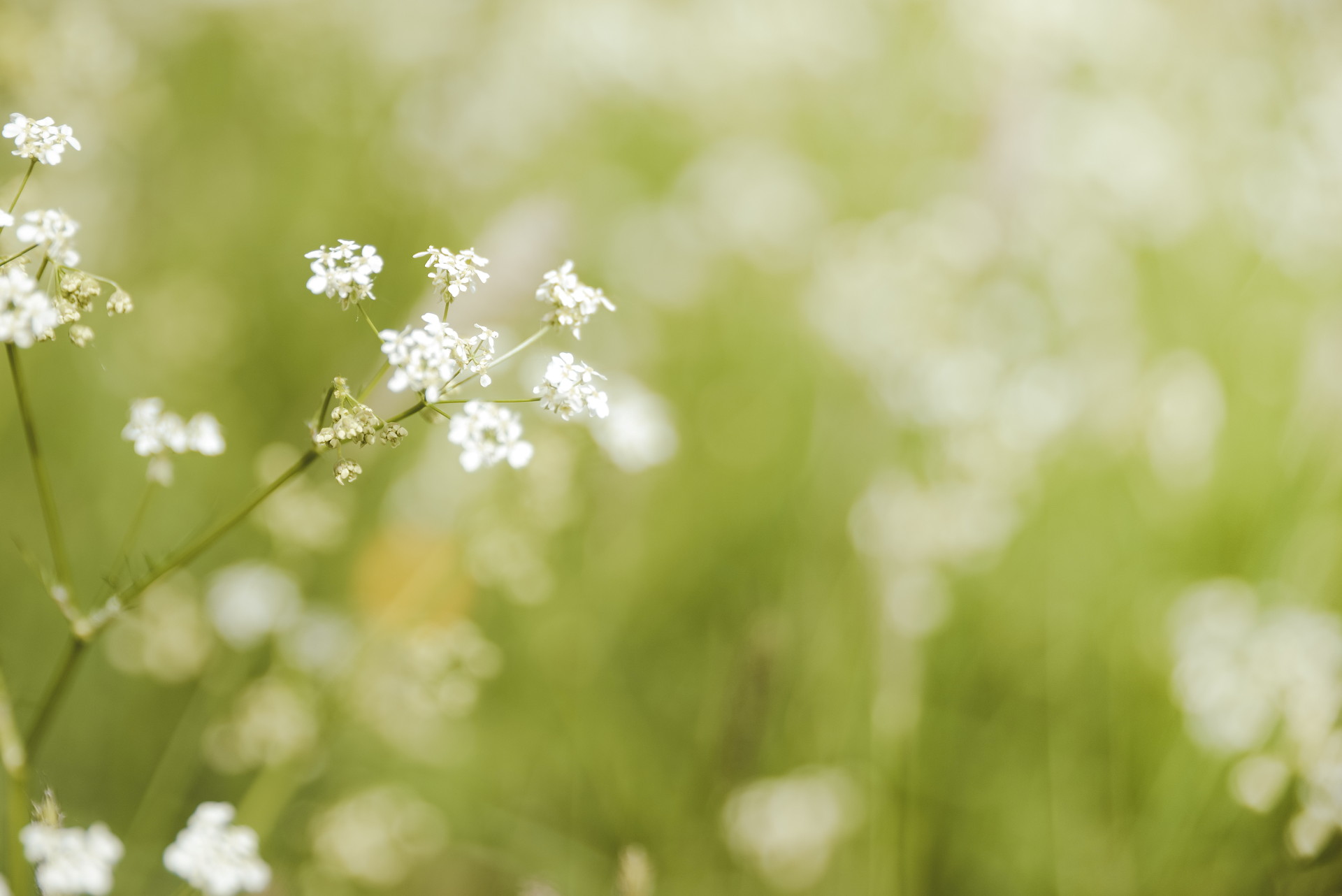 En skir vit blomma framför en grön äng.