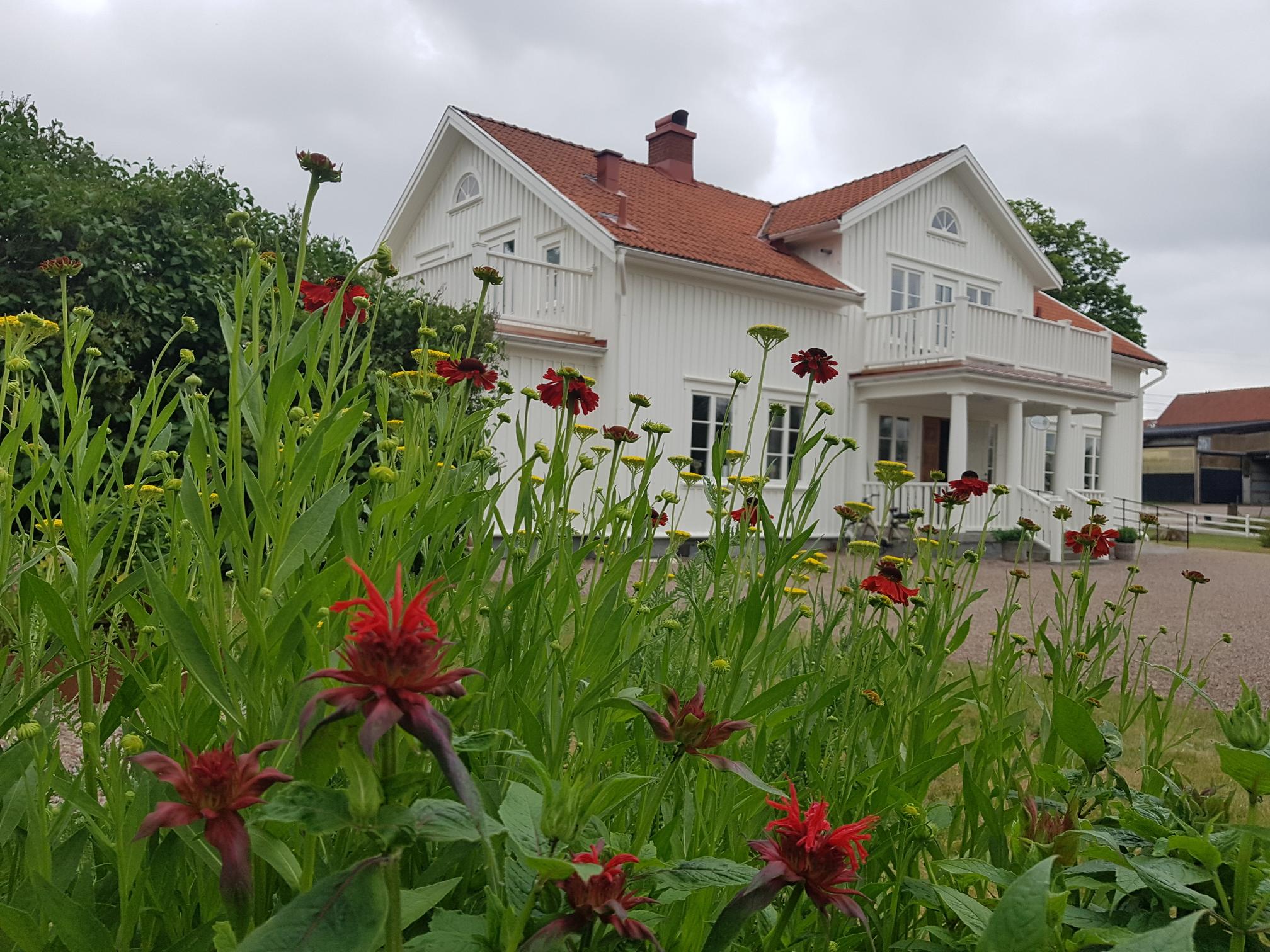Röda blommor med prästgården i bakgrunden