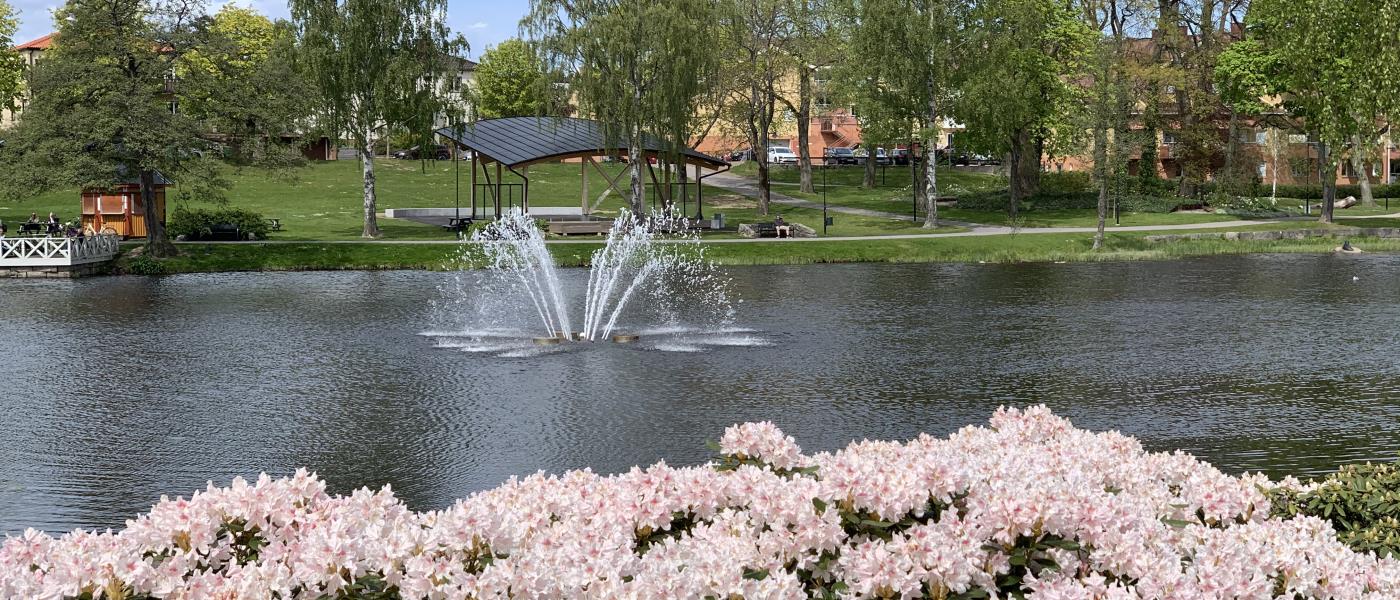 Stadsparken i Mjölby. Blommande buskar och svartån med en fontän.