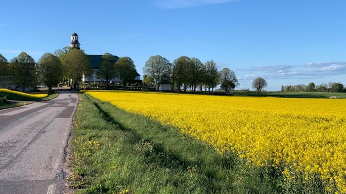en väg mot Stora Åby kyrka med gula rapsfält i full blom på höger sida.