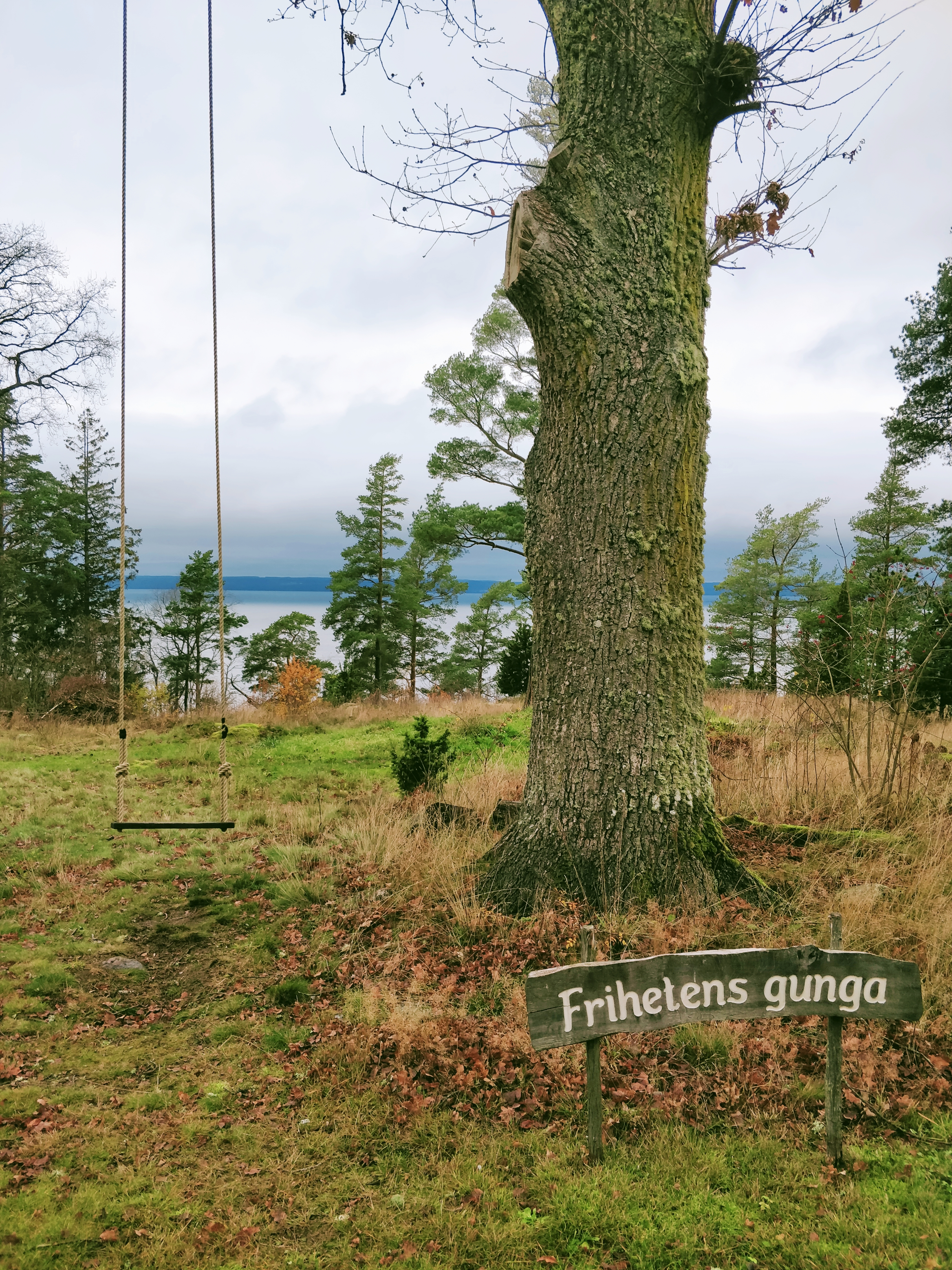 En gunga vid ett stort träd. En skylt med texten Frihetens gunga.