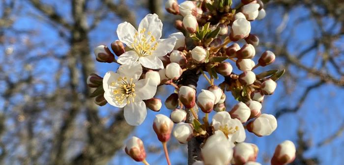 Blommande träd och en blå himmel i bakgrunden