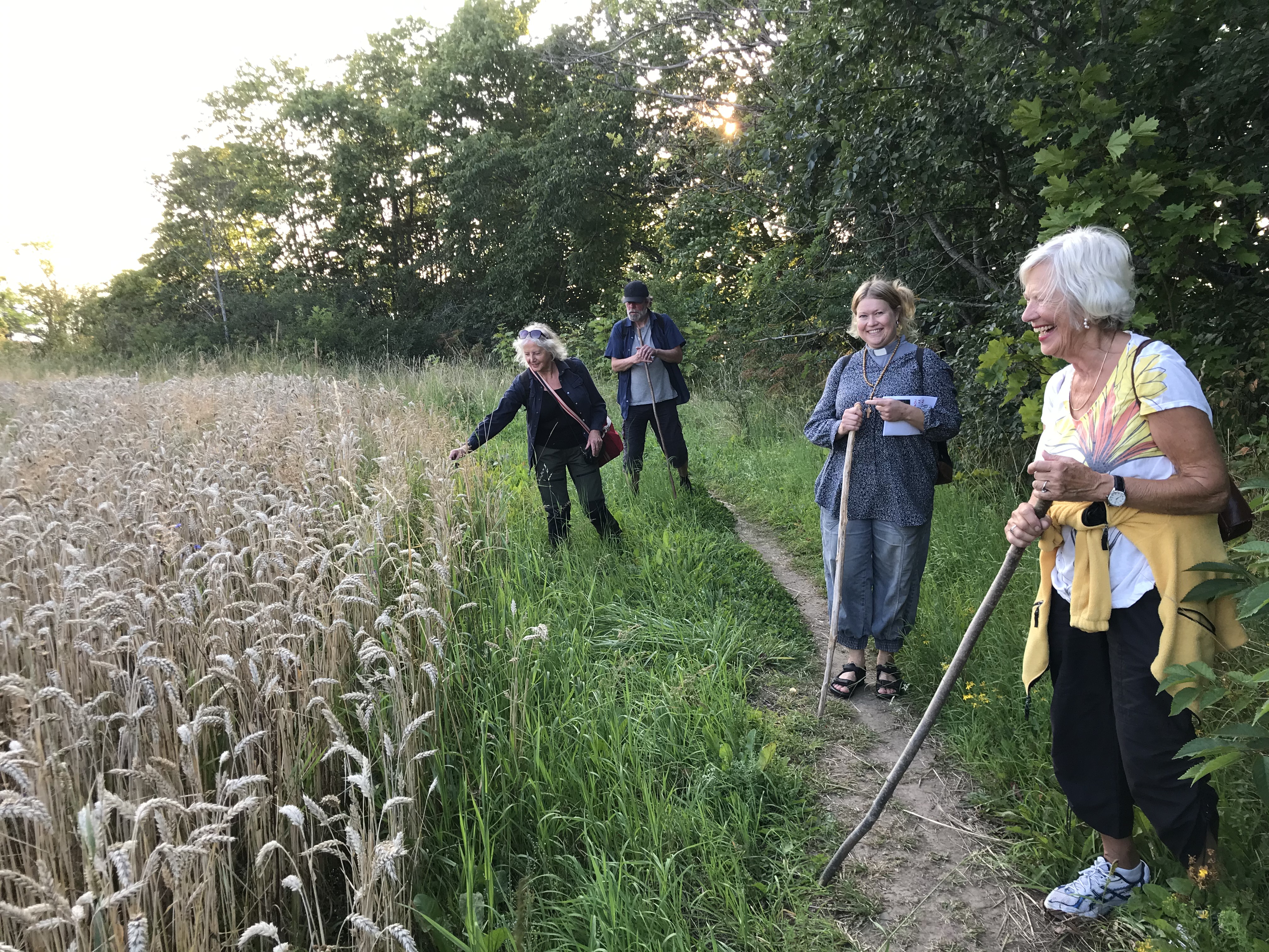 Fyra personer är på pilgrimsvandring och har stannat till på en stig vid ett vetefält.