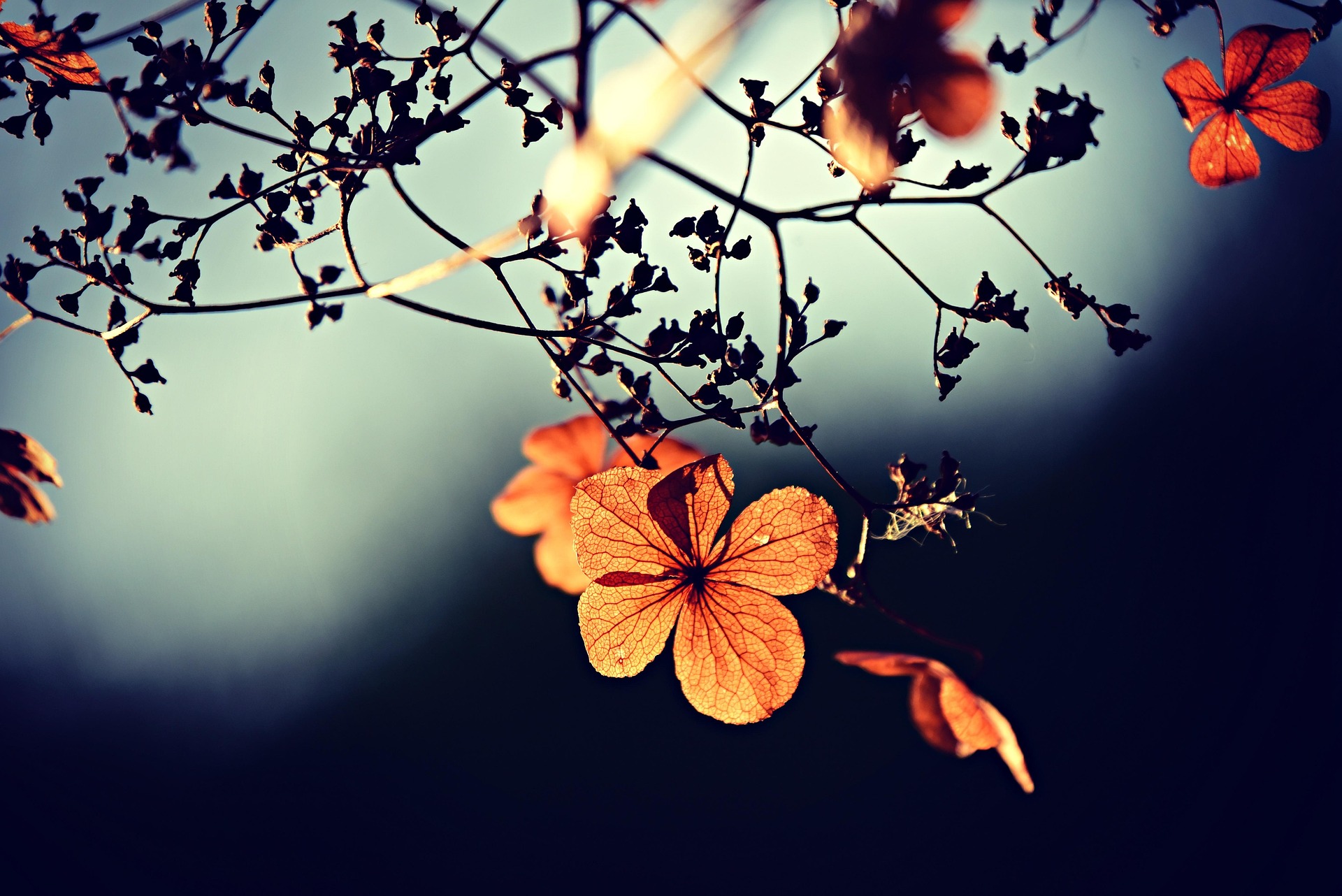 Orange blommor på grenar.
