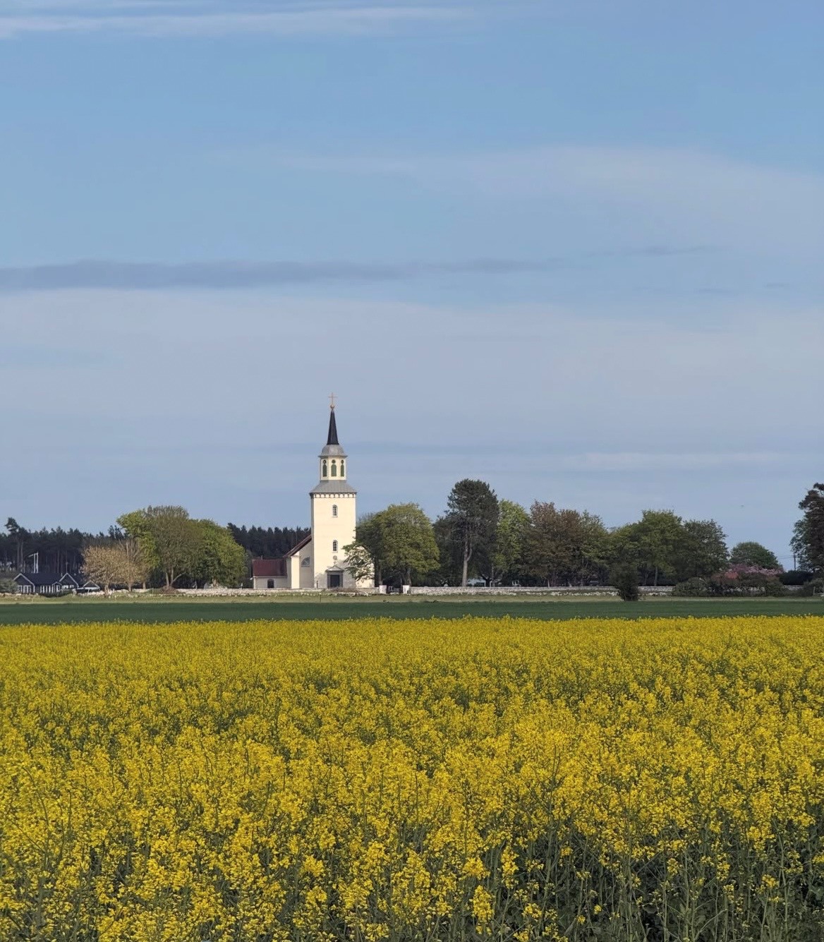 sandby kyrka bakom rapsfälten