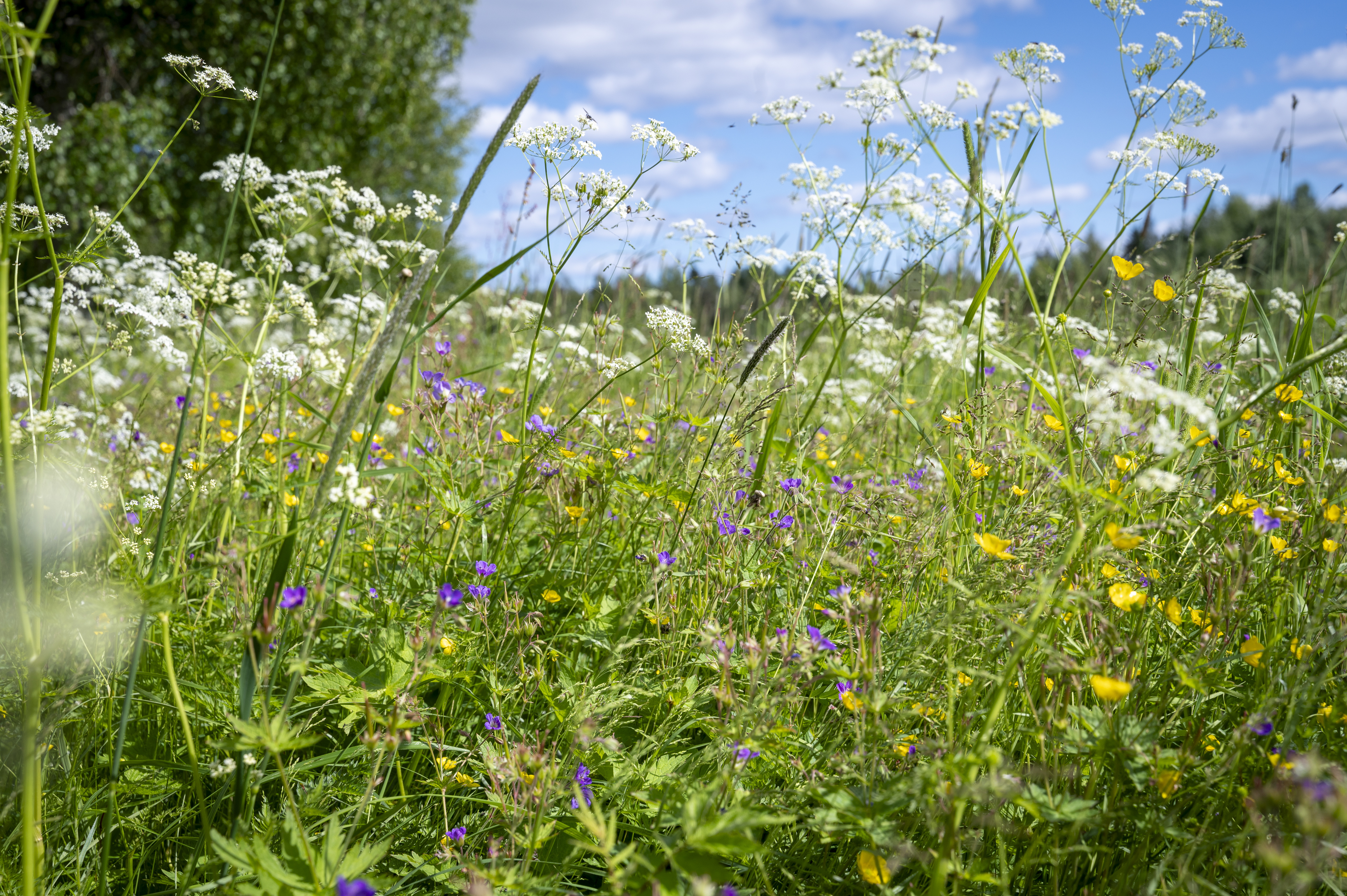 Sommar