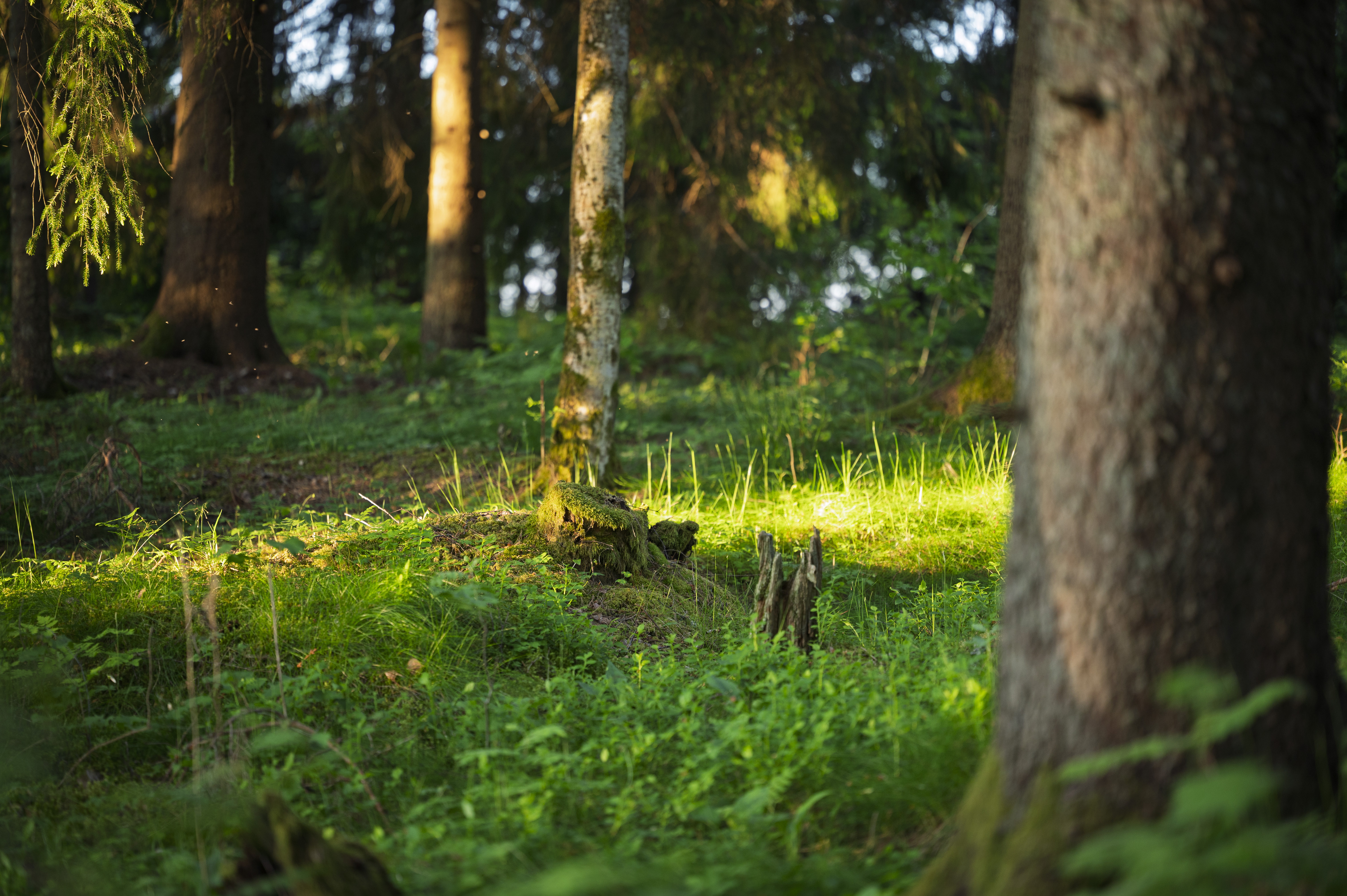 Skog