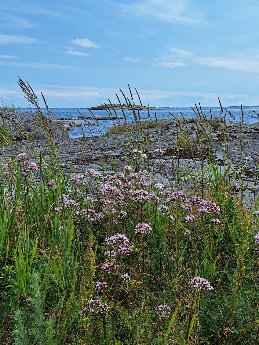 Blommande skärgård