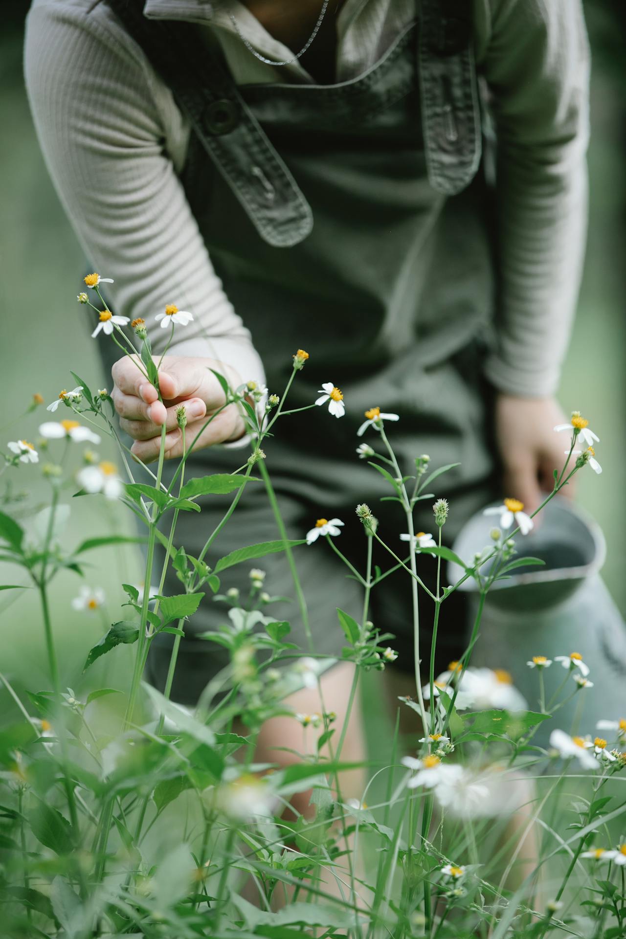 En person går i gräset och plockar blommor.