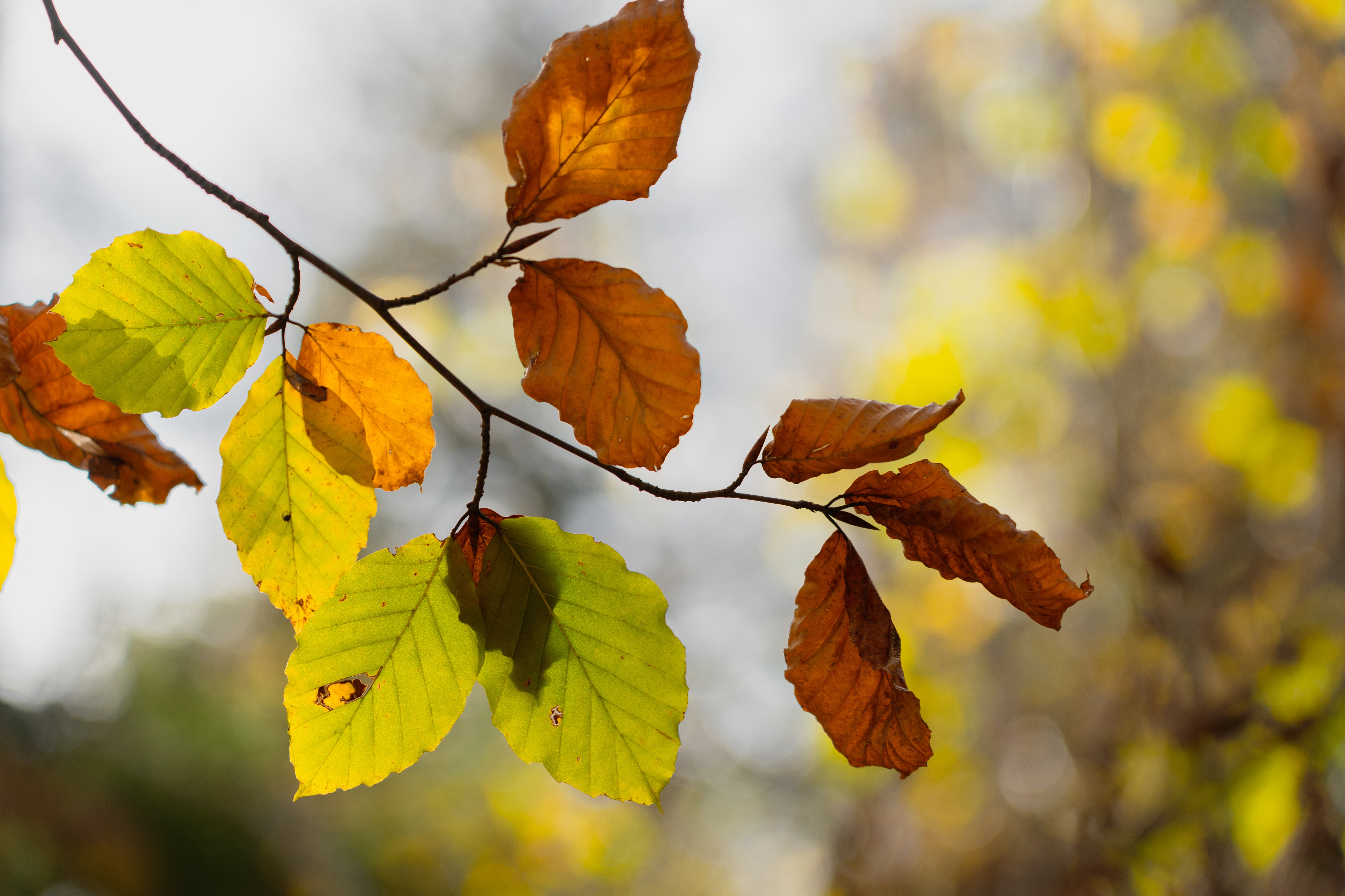 Höstlöv Pixabay