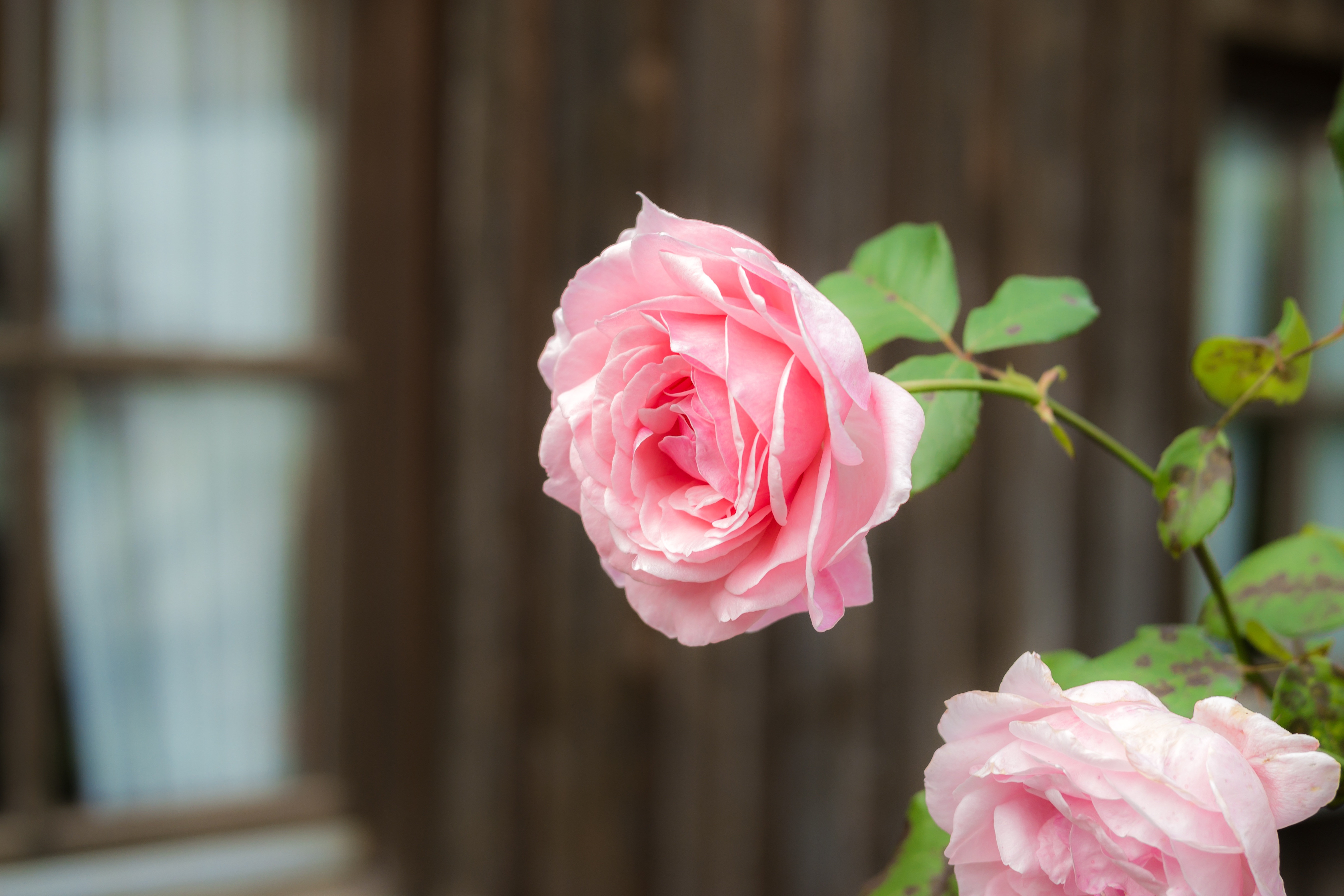 Rosa ros