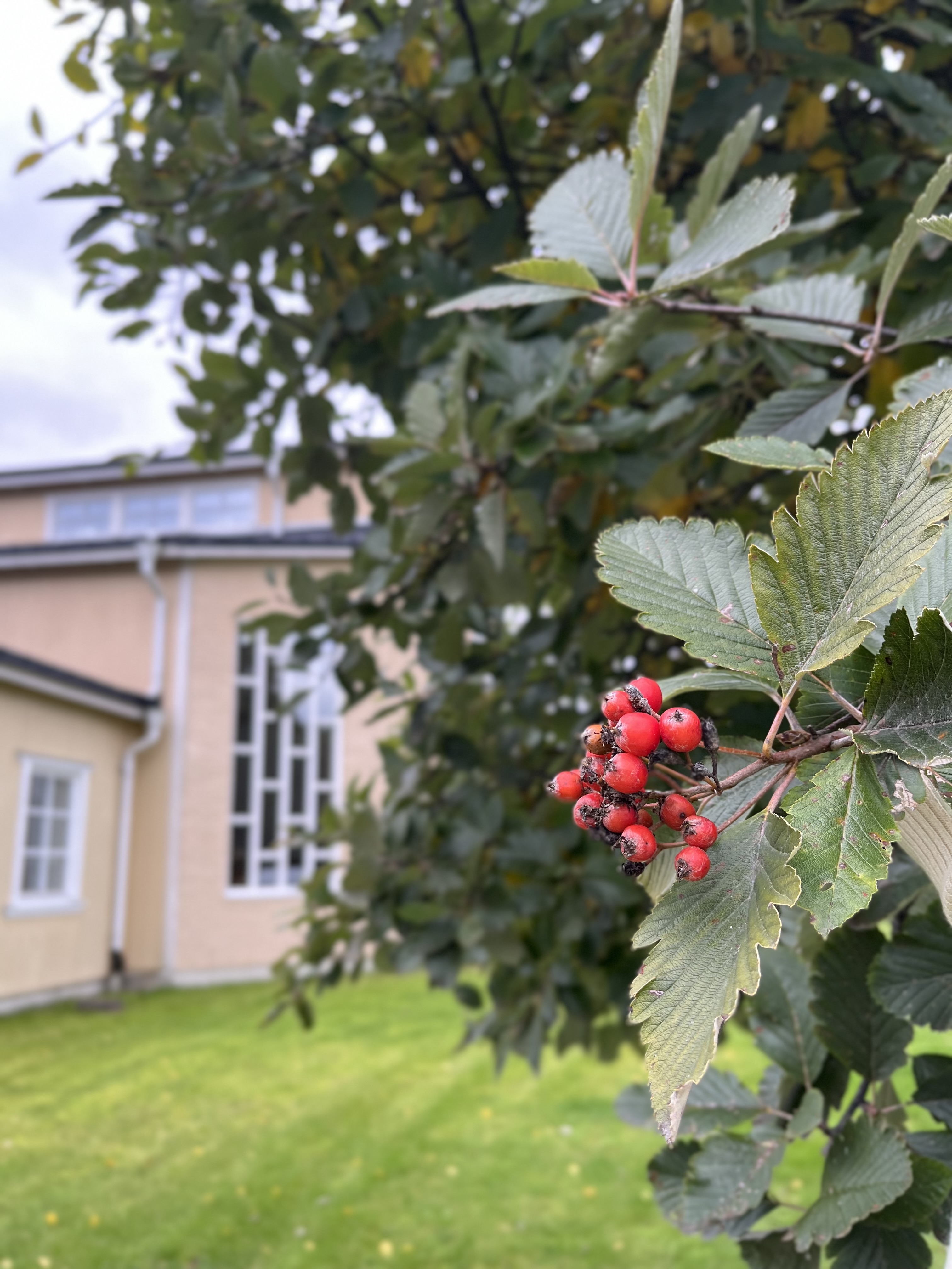 Rönnbär och löv hänger ner ovanifrån, i bakgrunden skymtar Equmeniakyrkan i Karlholm.