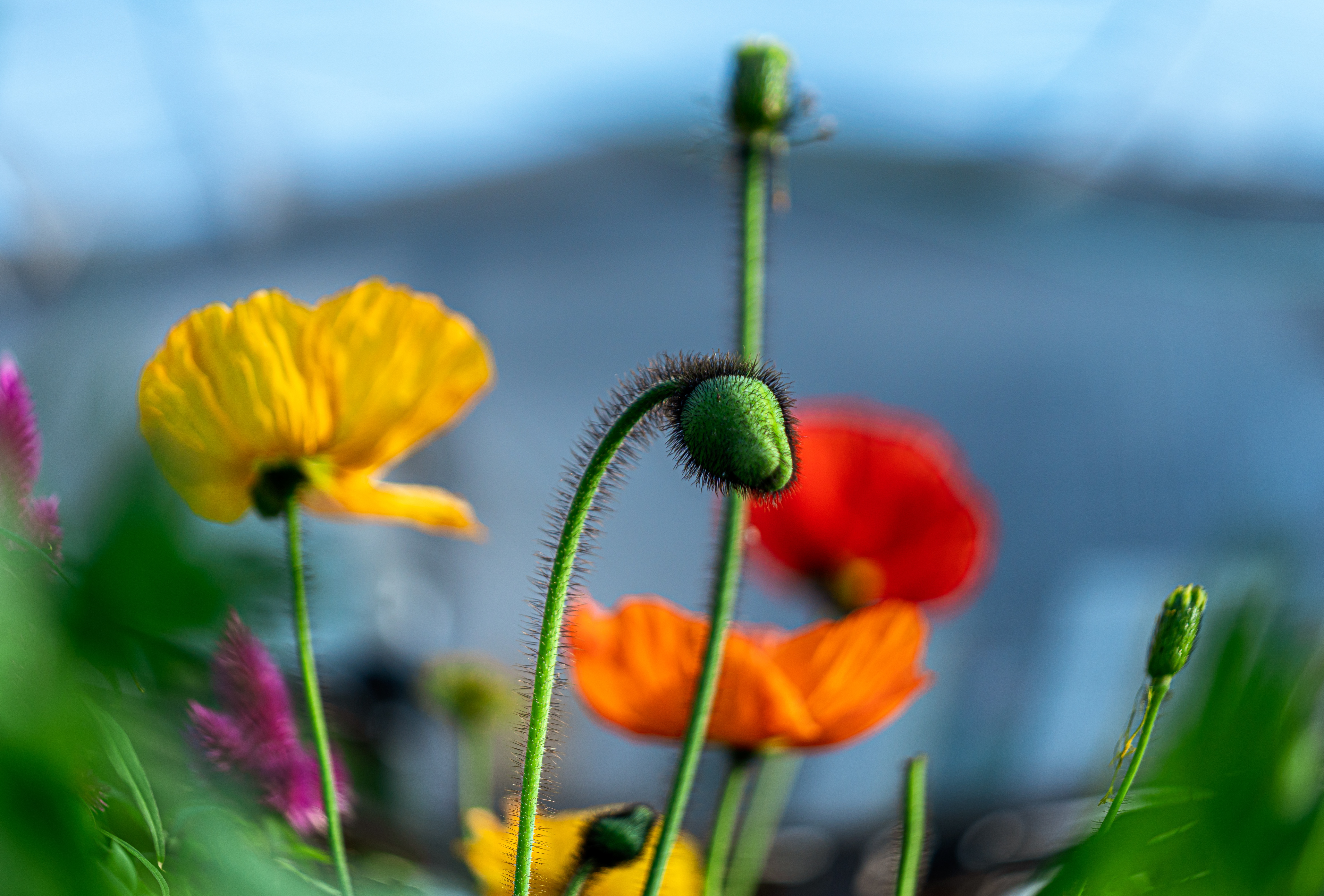 Vilda blommor på en äng