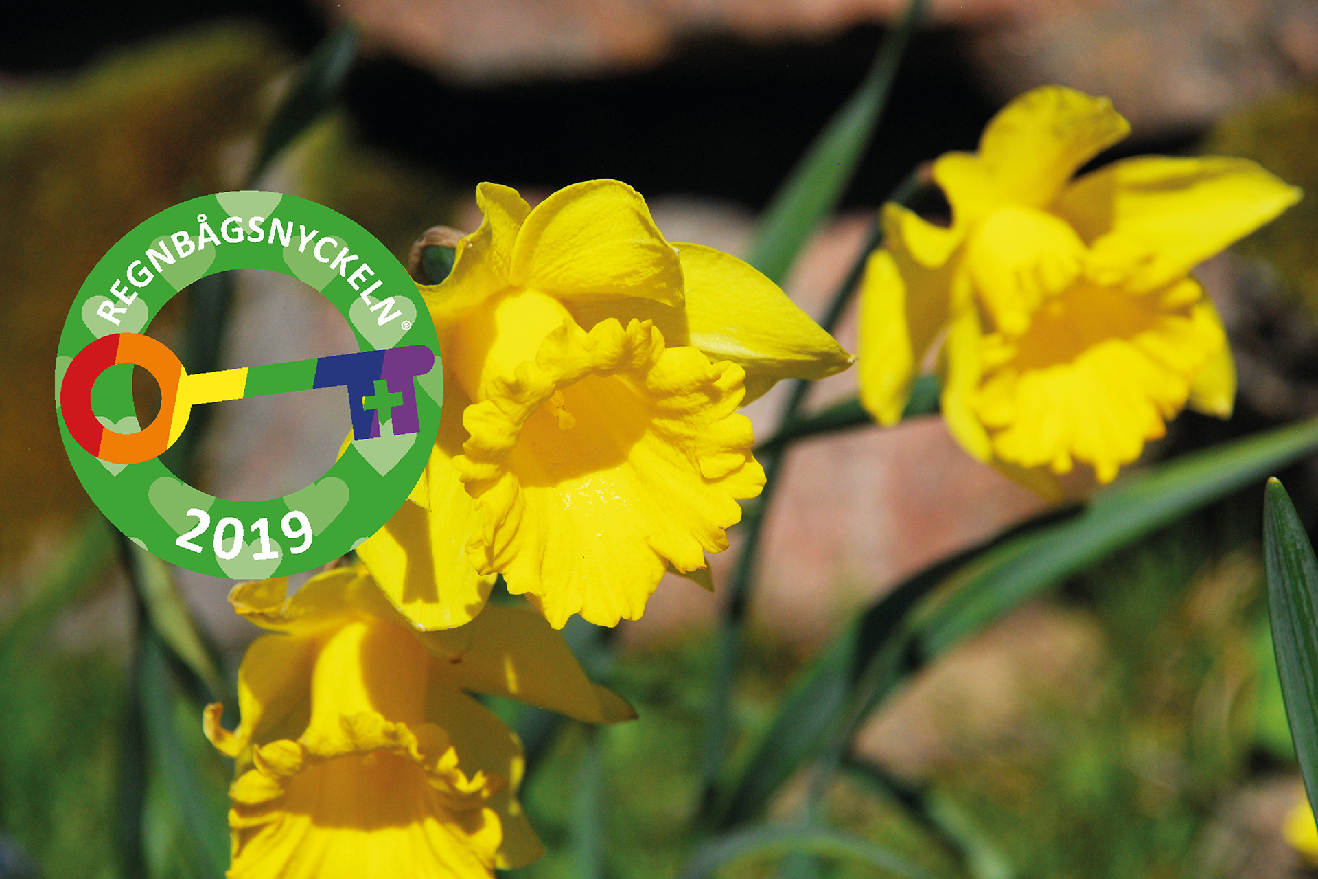 Påskliljor vid Örtagården.