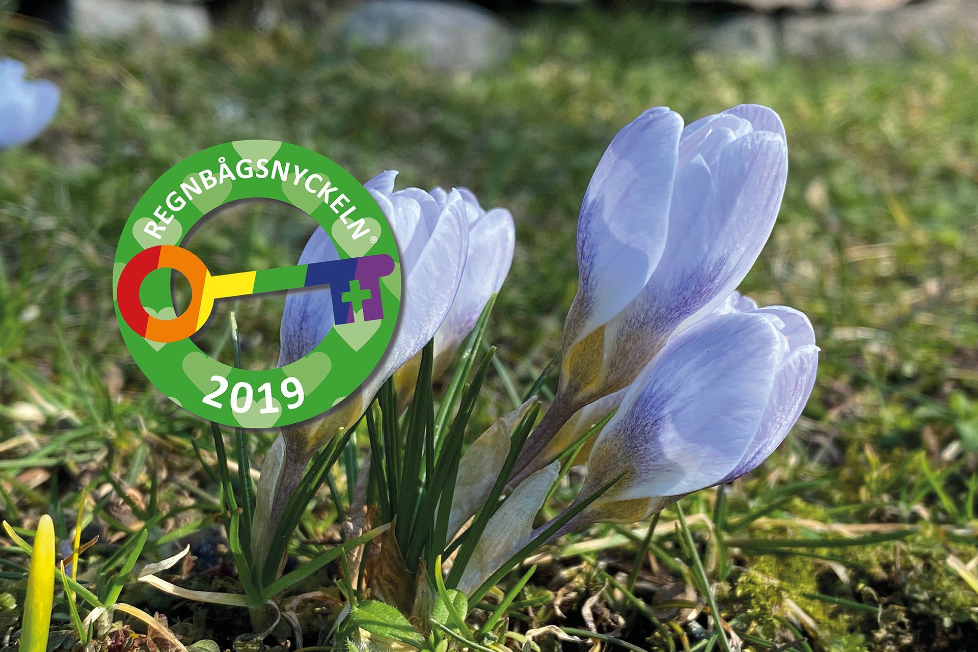 Krokus, regnbågsmärkning.