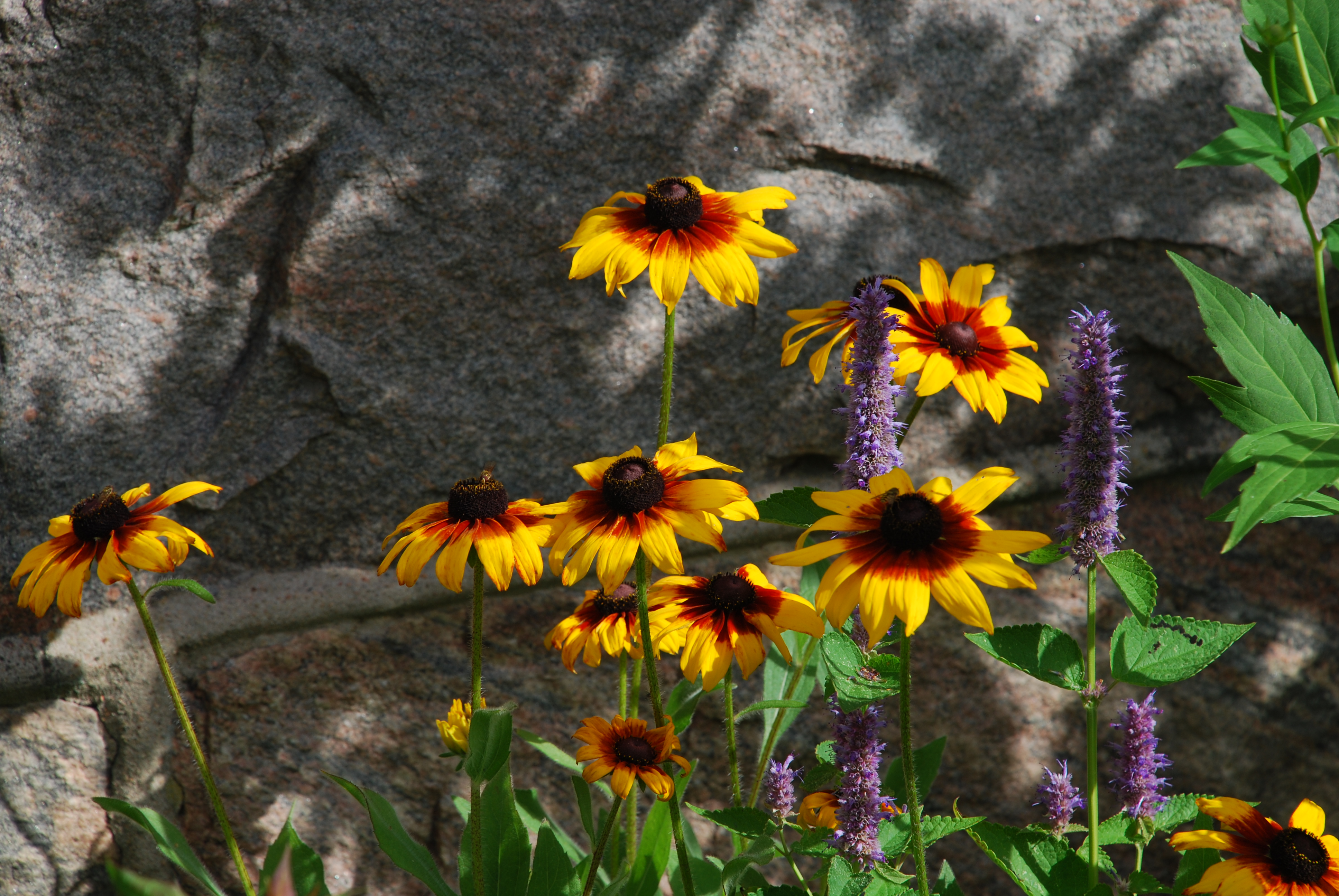 Gul sommarrudbeckia.