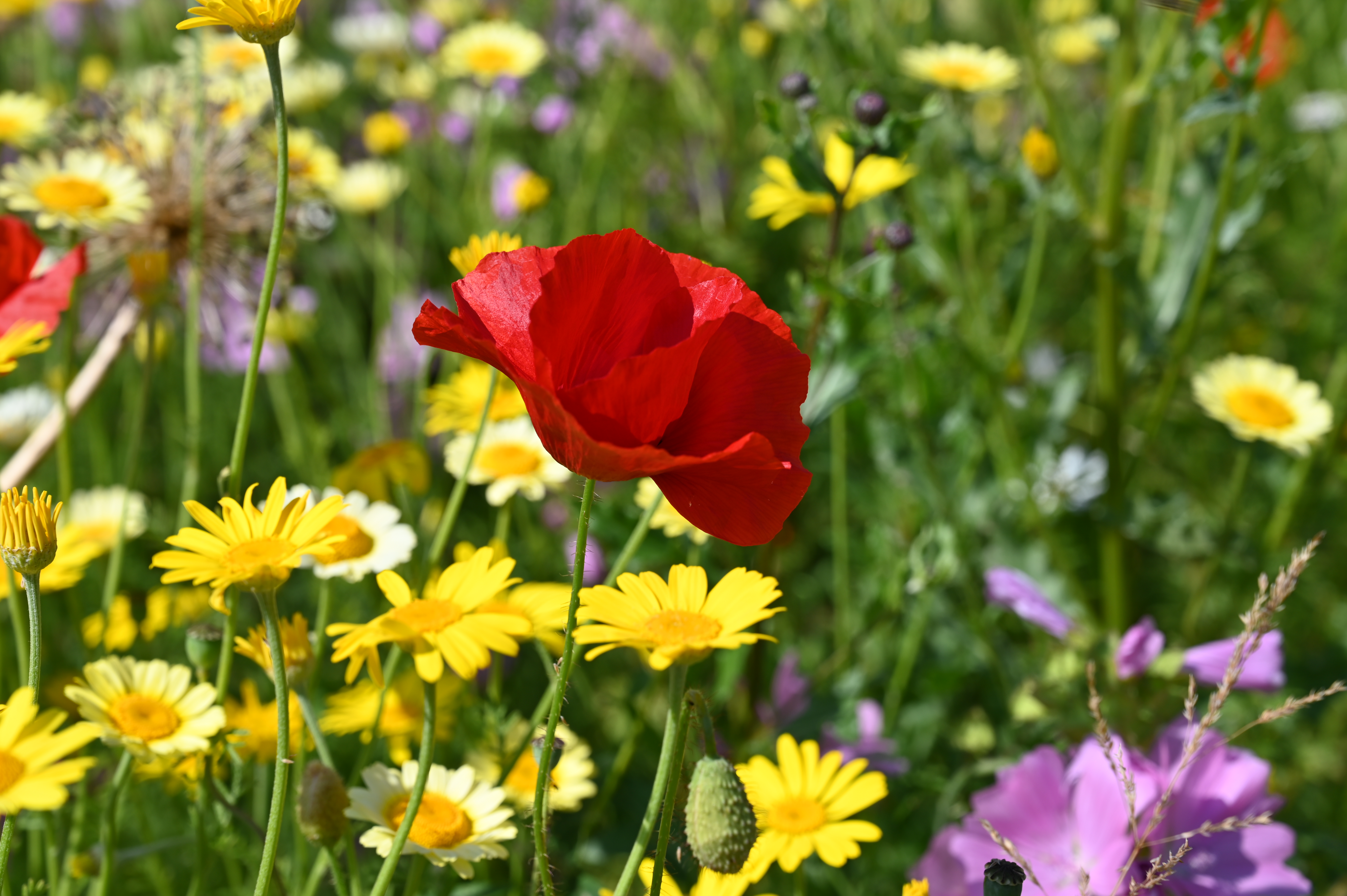 Ängsblommor.