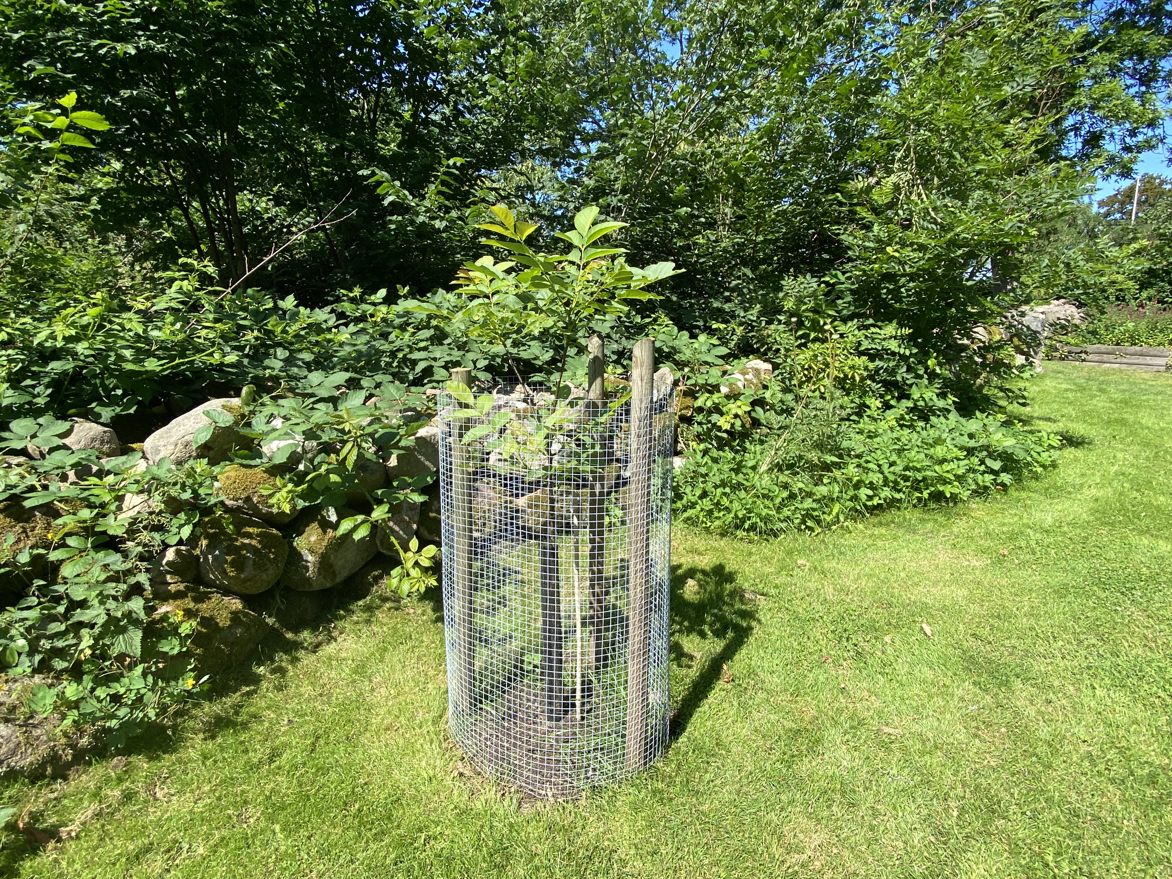 Valnötsträd i Örtagården.