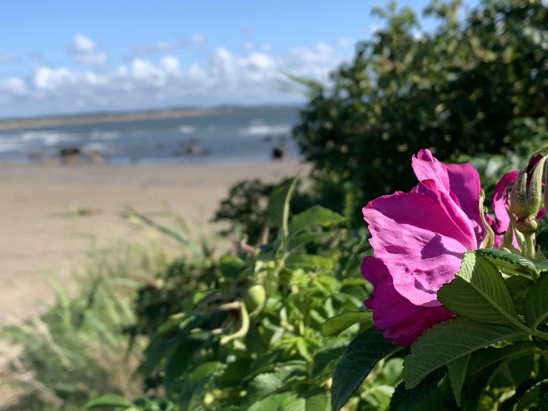 Ringenäs strand, nyponros i framkant.
