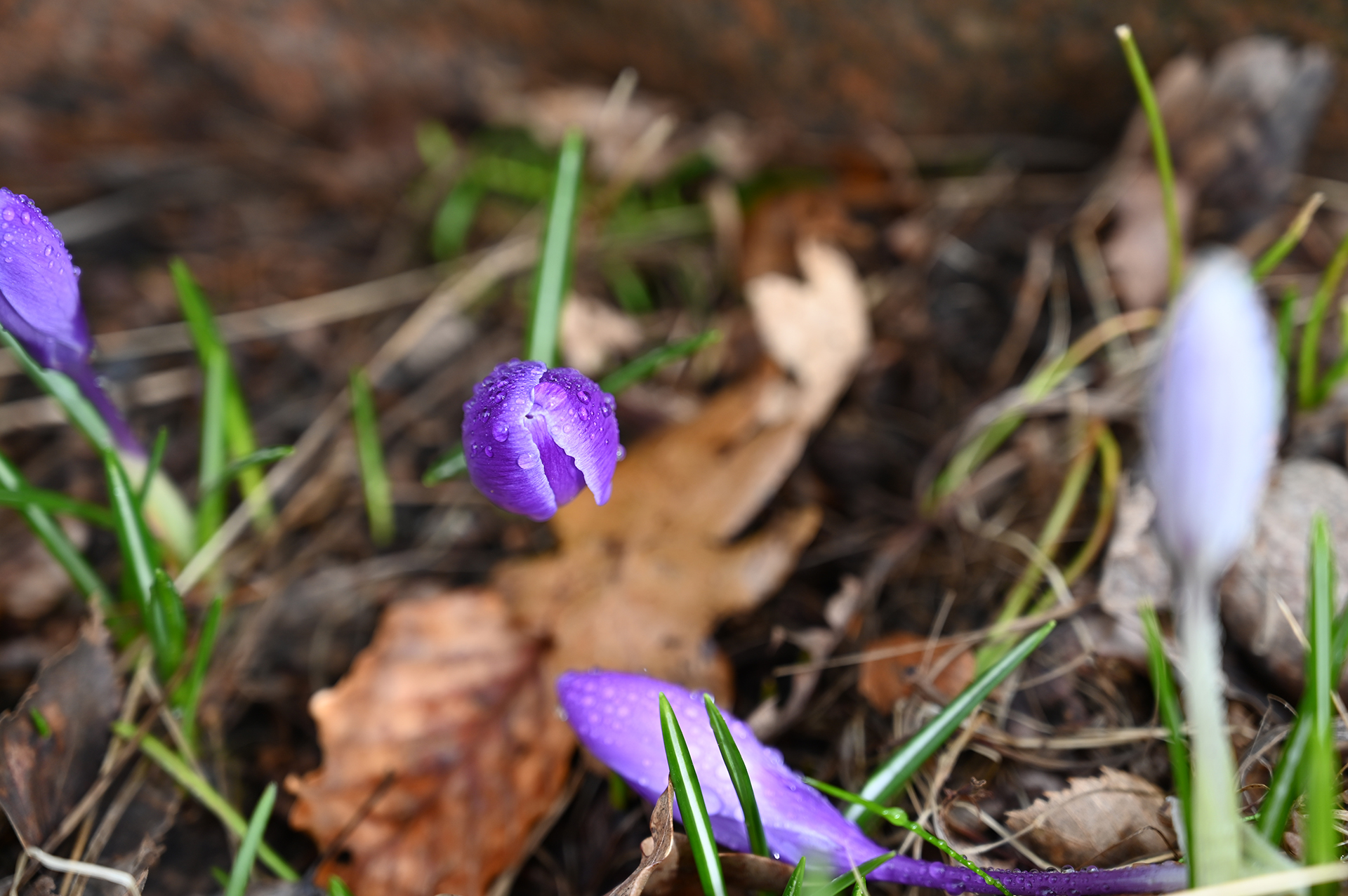 Lila krokus med regndroppar på, vissna löv.