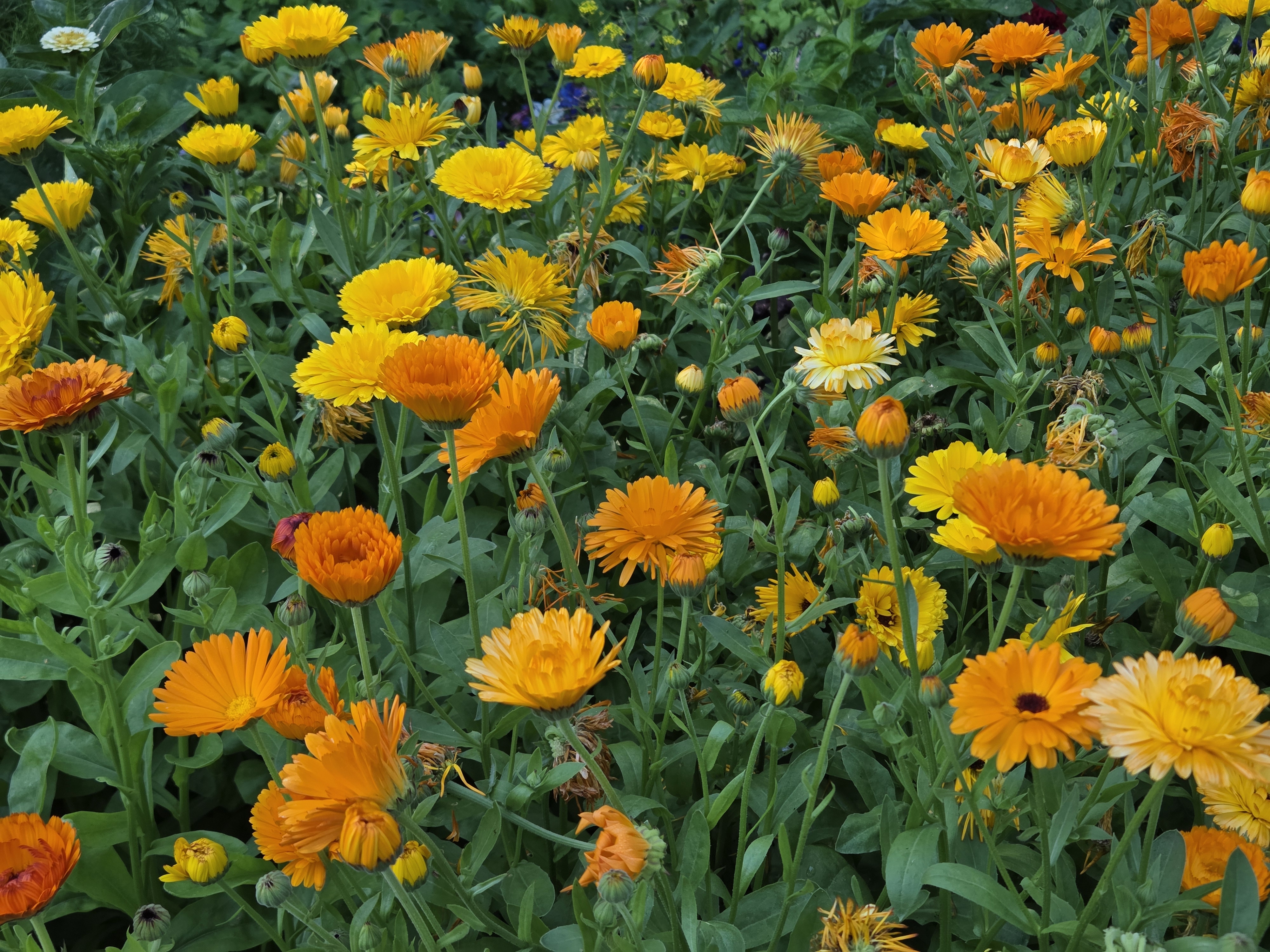 Ringblommor