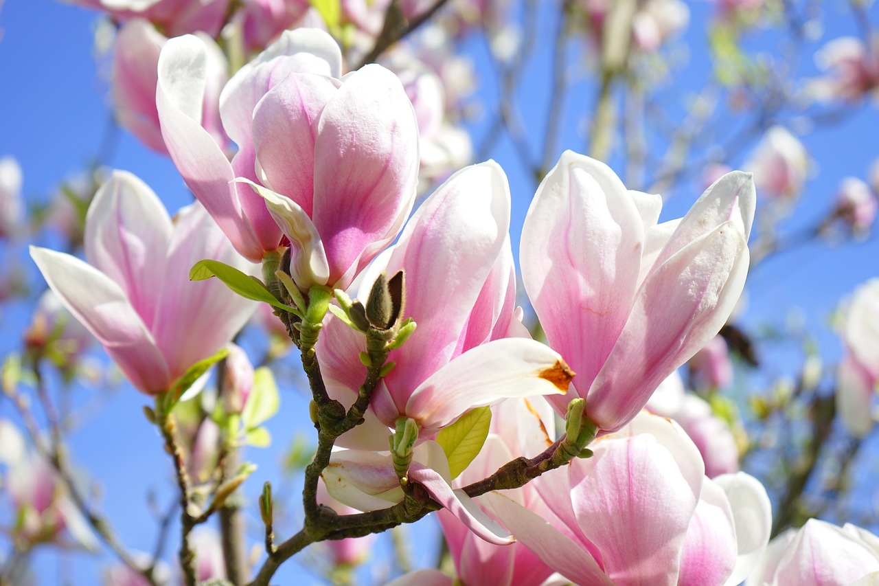 En blommande magnolia med himlen som bakgrund. 