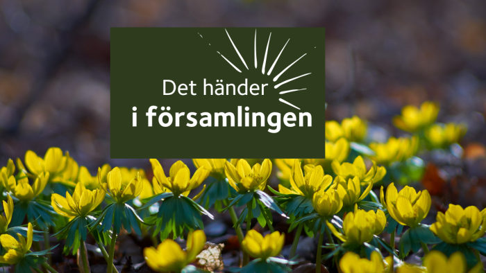 Gula vårblommor.