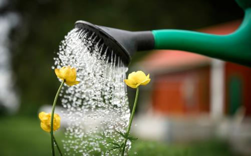 Vattenkanna vattnar gula blommor