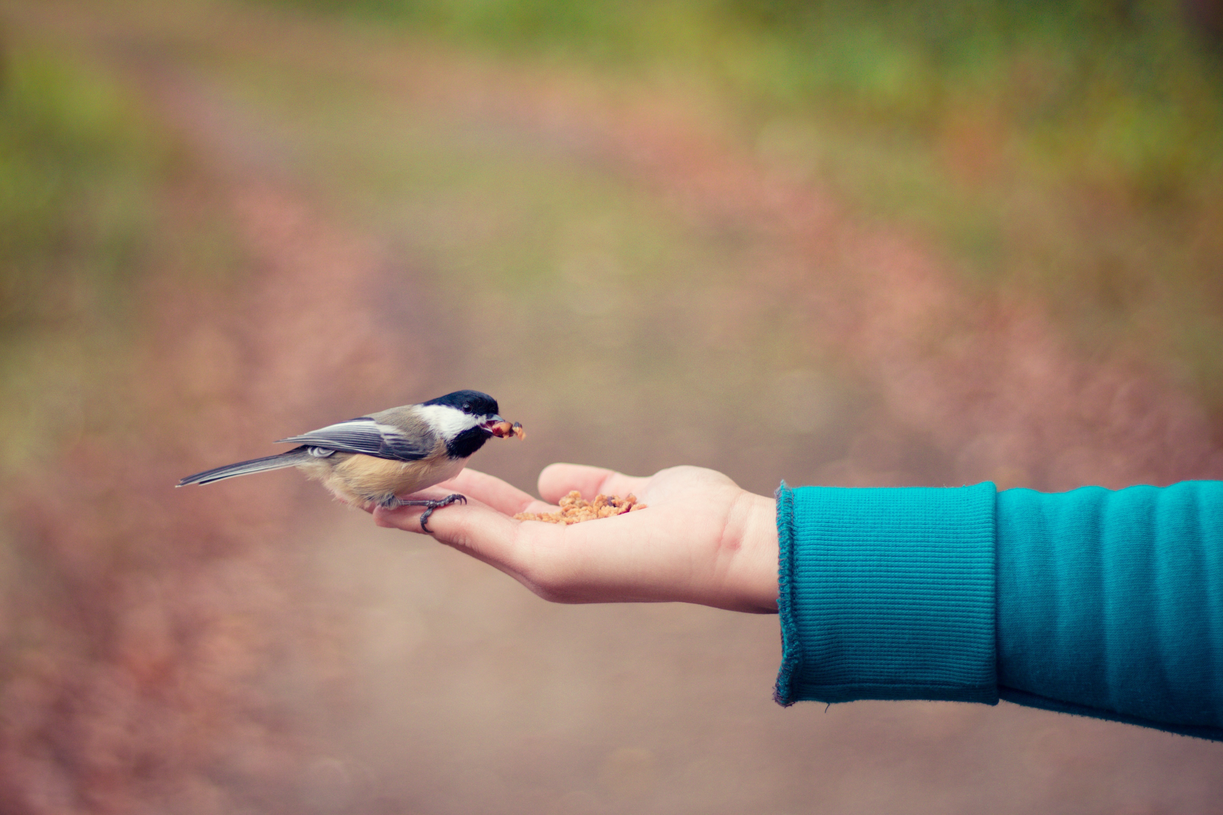 Hand och fågel