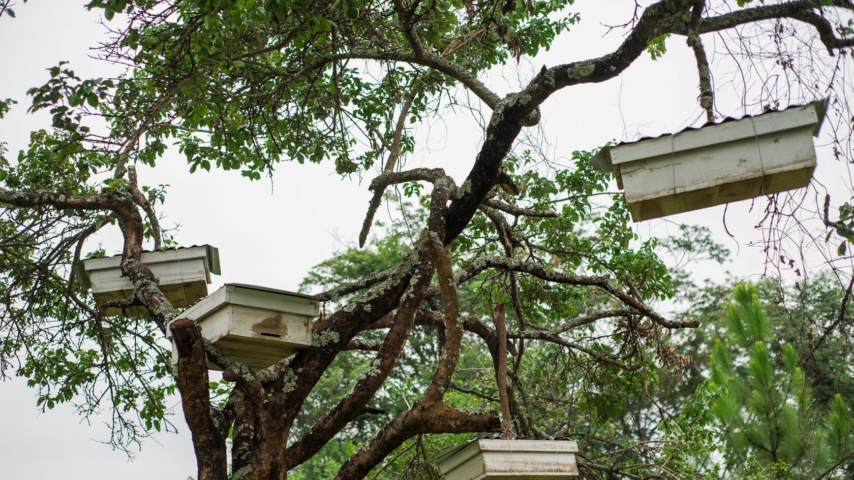 Bikupor som hänger i träden