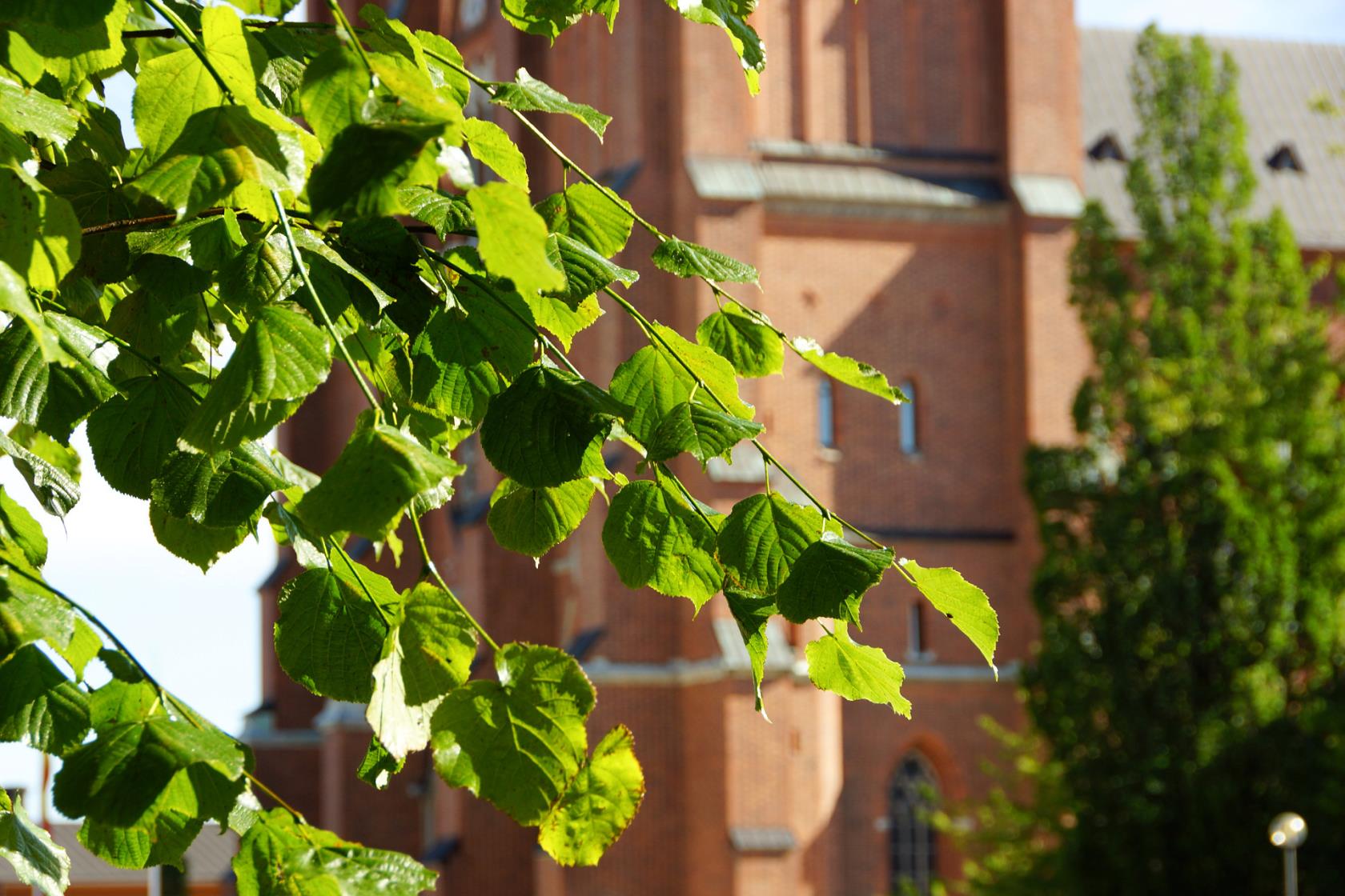 Grenar med gröna löv framför Uppsala domkyrka i rött tegel.