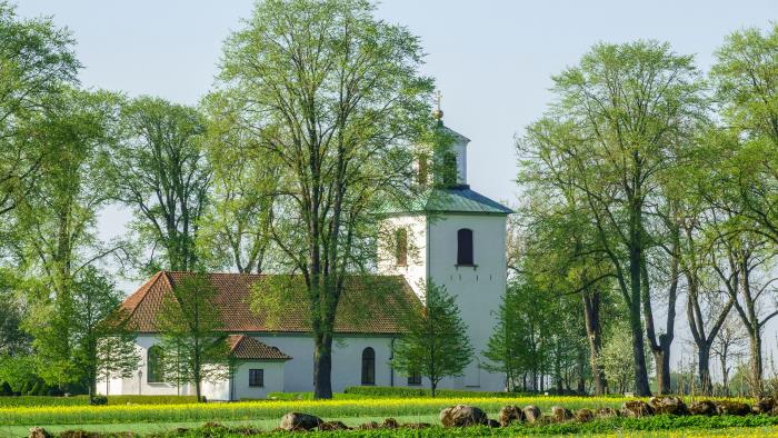 Vit putsad äldre kyrka omgiven av nyutslagna träd.