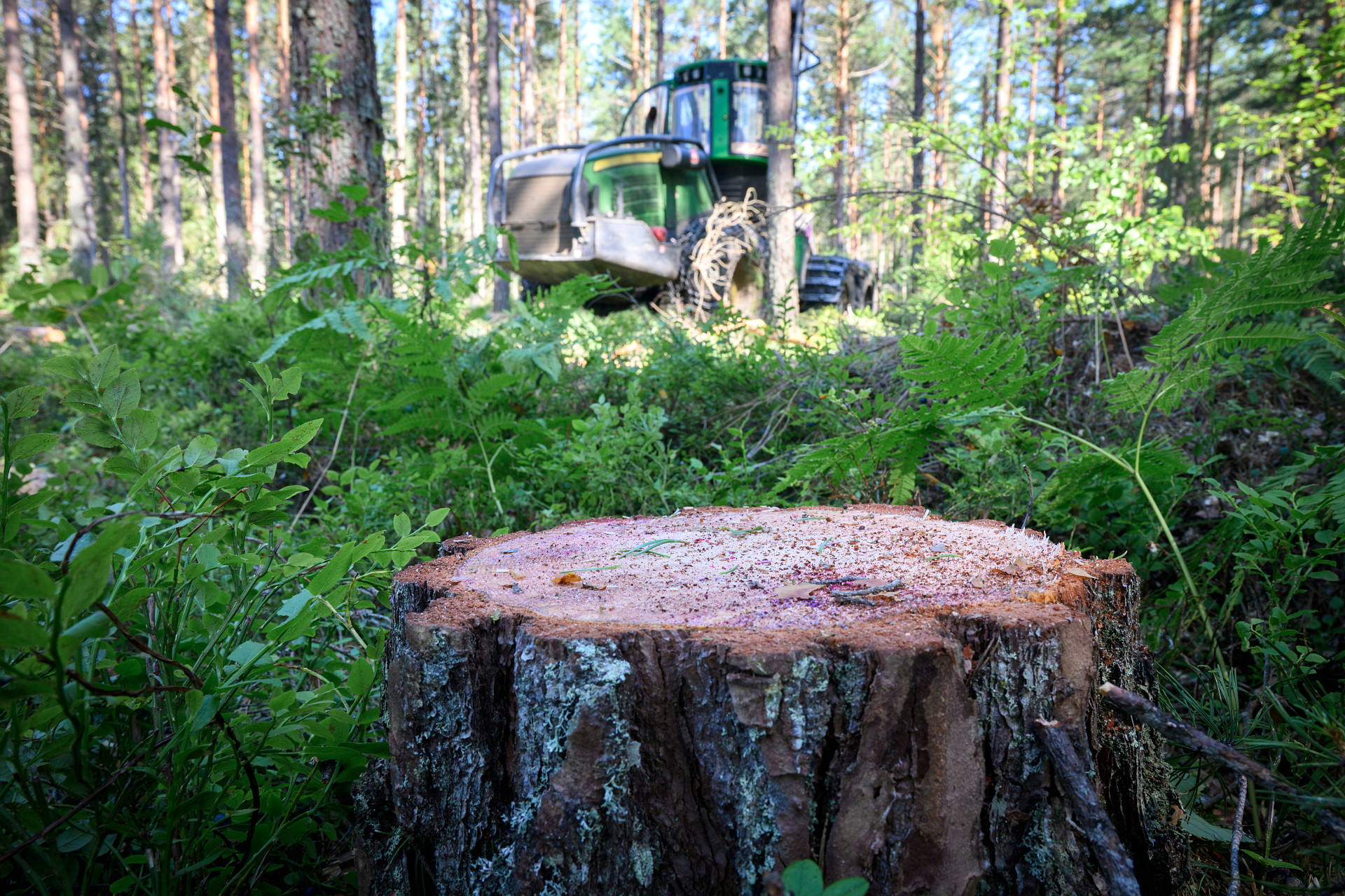 En stubbe syns i förgrunden i bakgrunden anas en skördare