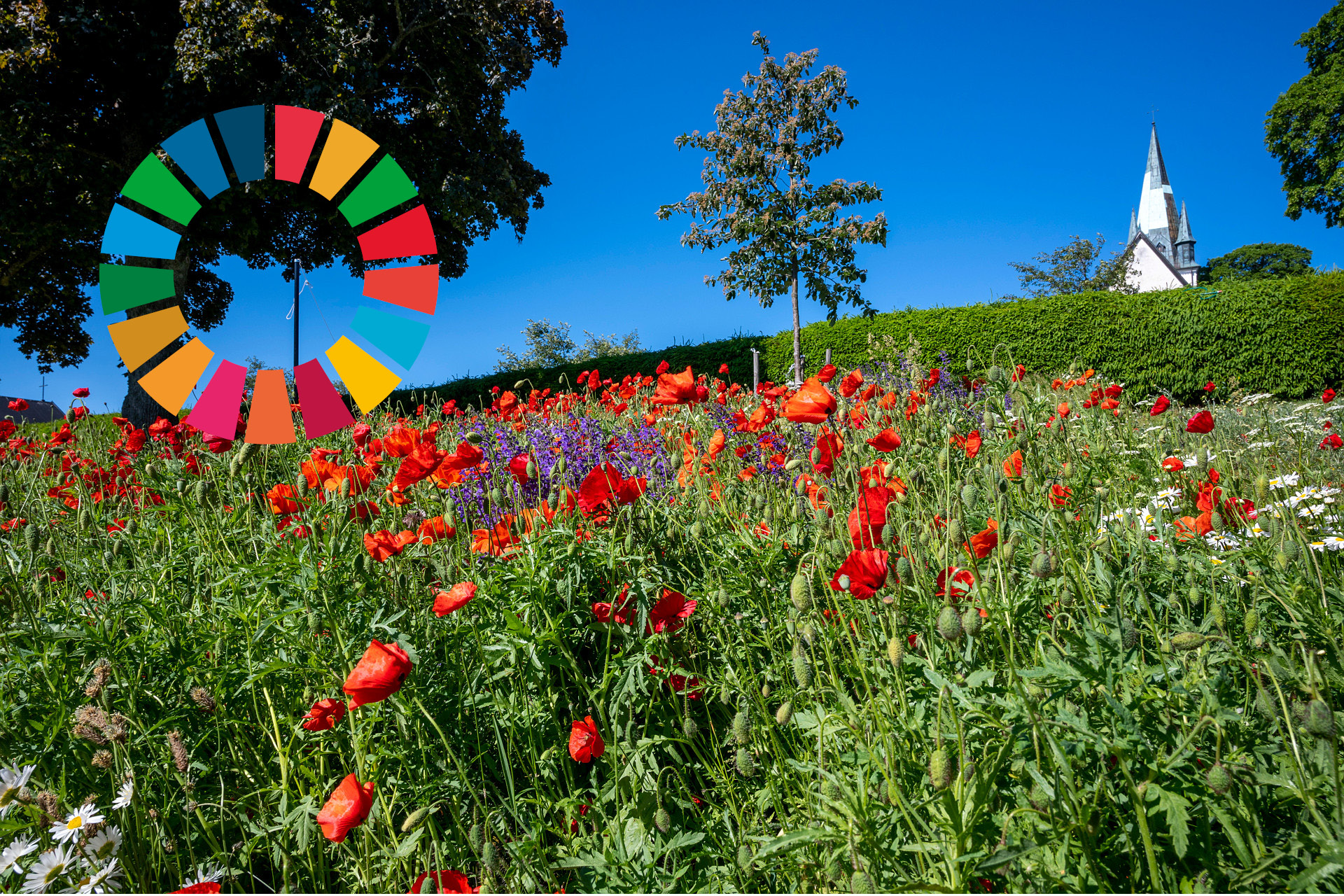 Vallmofält med kyrktorn i bakgrunden. Till vänster i bilden syns loggan för Agenda 2030.