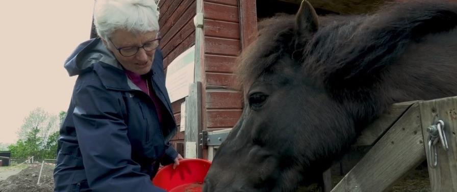 Ärkebiskop Antje matar en häst.