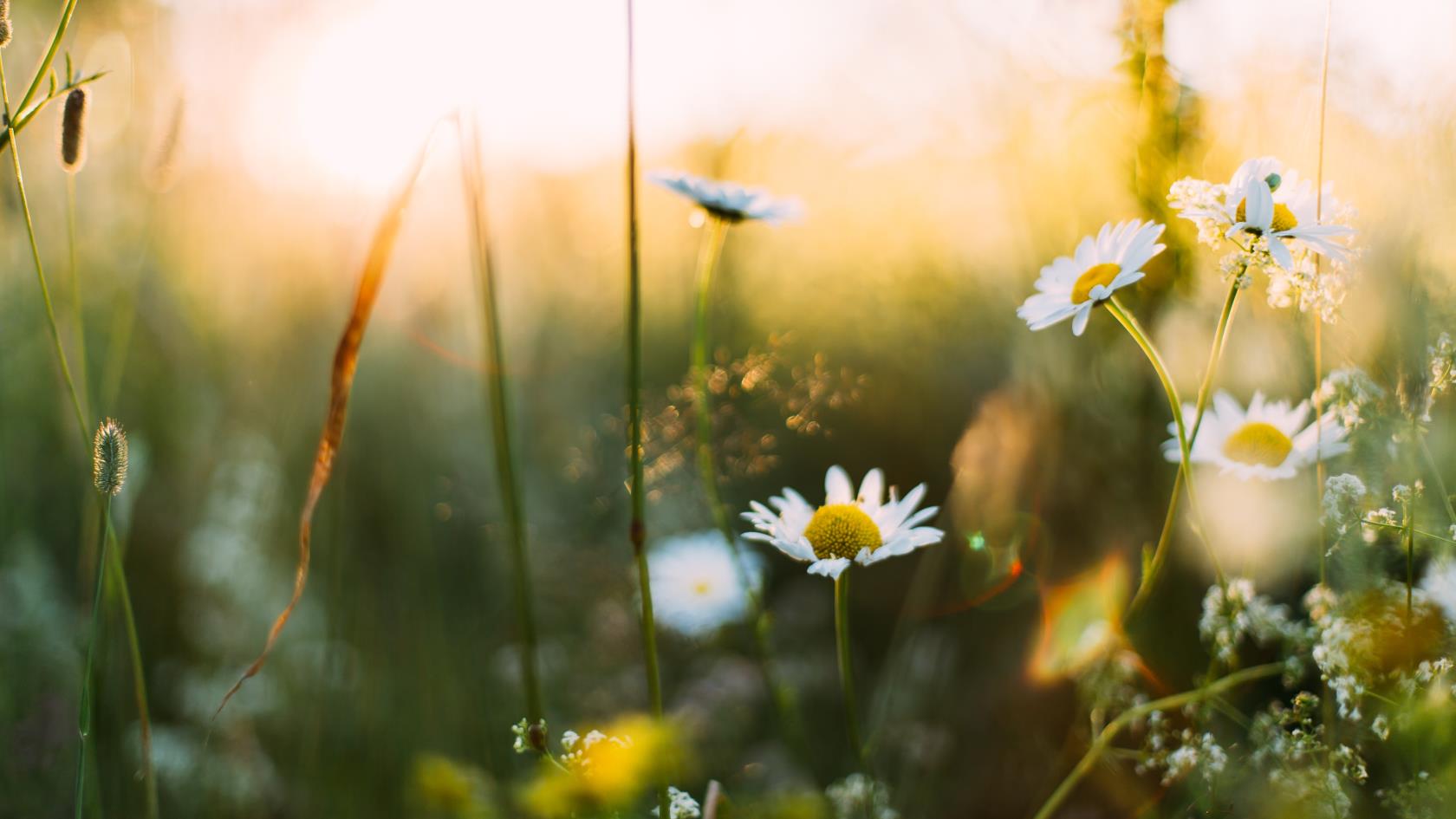 Sommarblommor på en äng.