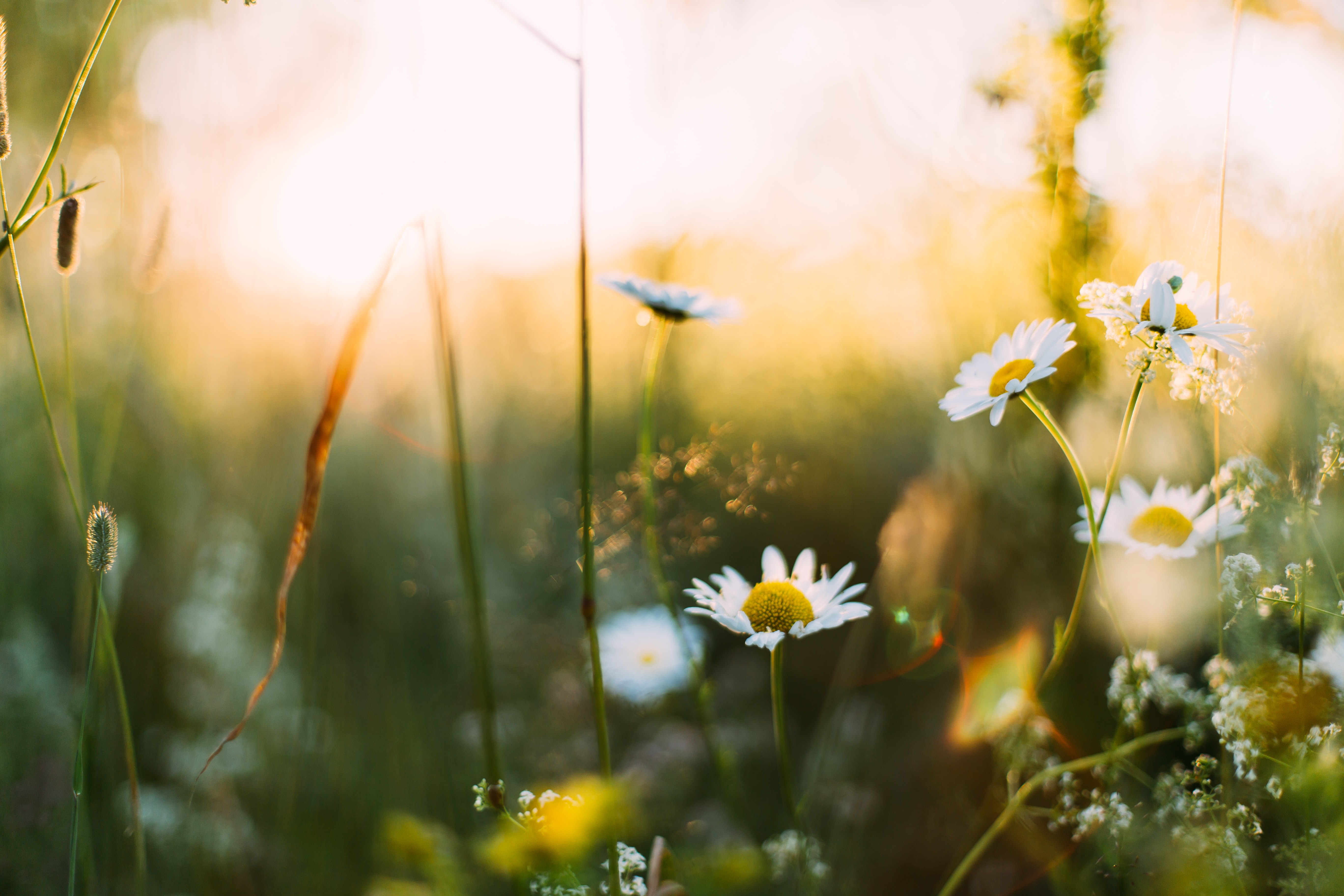 Sommarblommor på en äng.