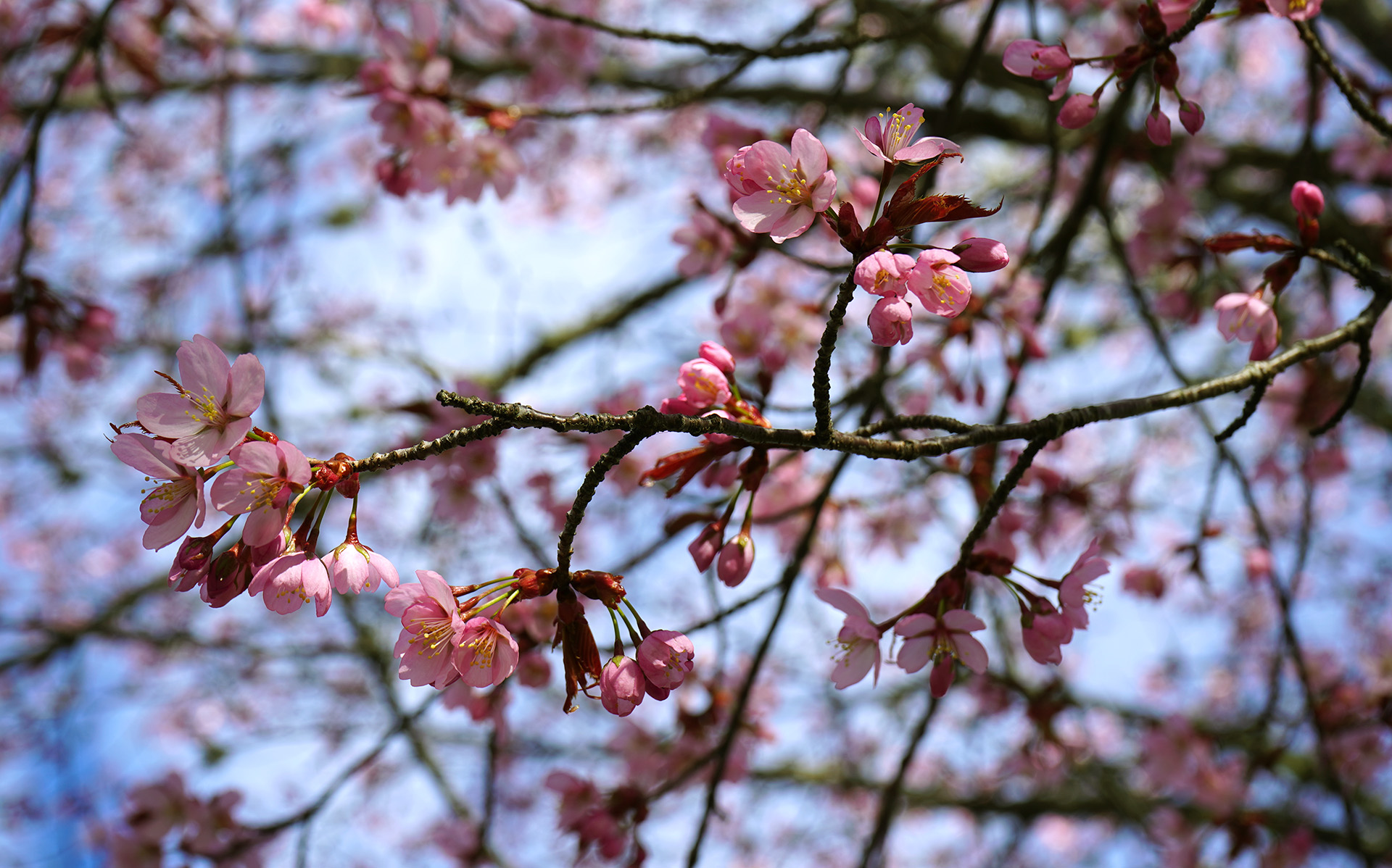 Närbild av körsbärsblommor i rosa och vitt.