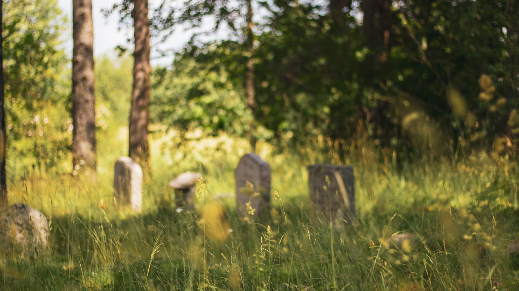 Gravstenar i skogsmark en solig sommardag på Berthåga kyrkogård.