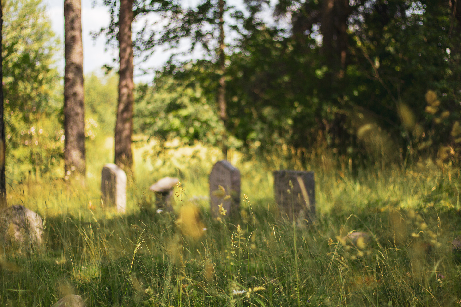 Gravstenar i skogsmark en solig sommardag på Berthåga kyrkogård.