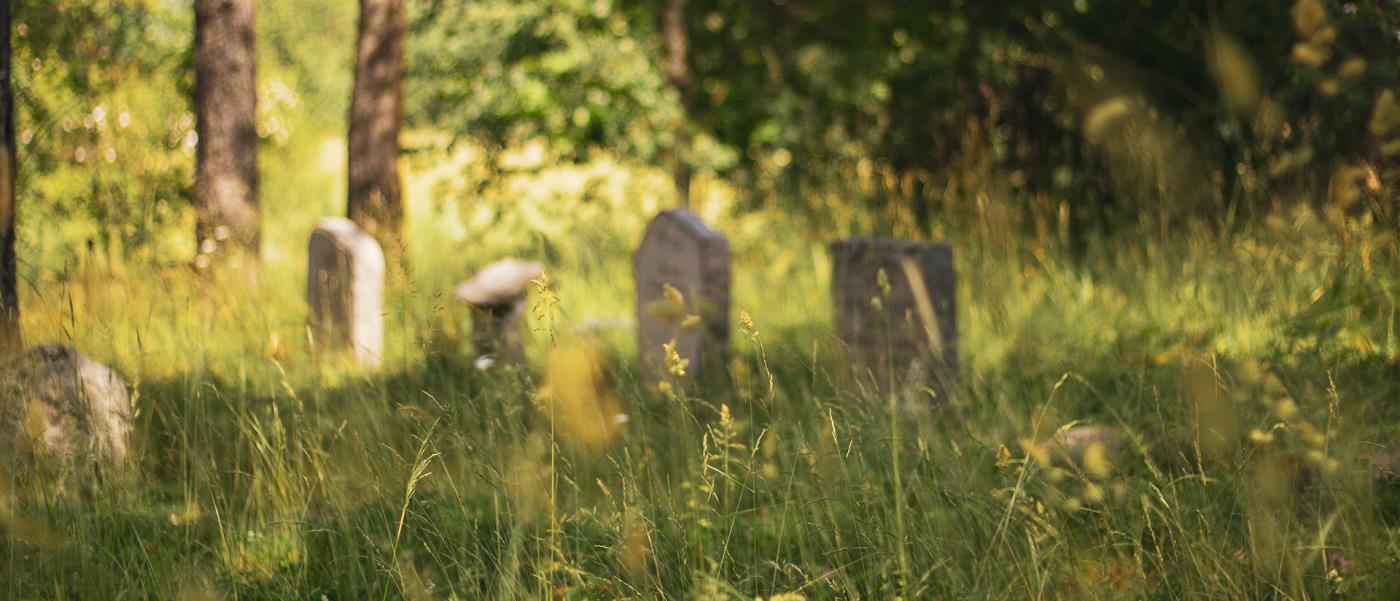 Gravstenar i skogsmark en solig sommardag på Berthåga kyrkogård.