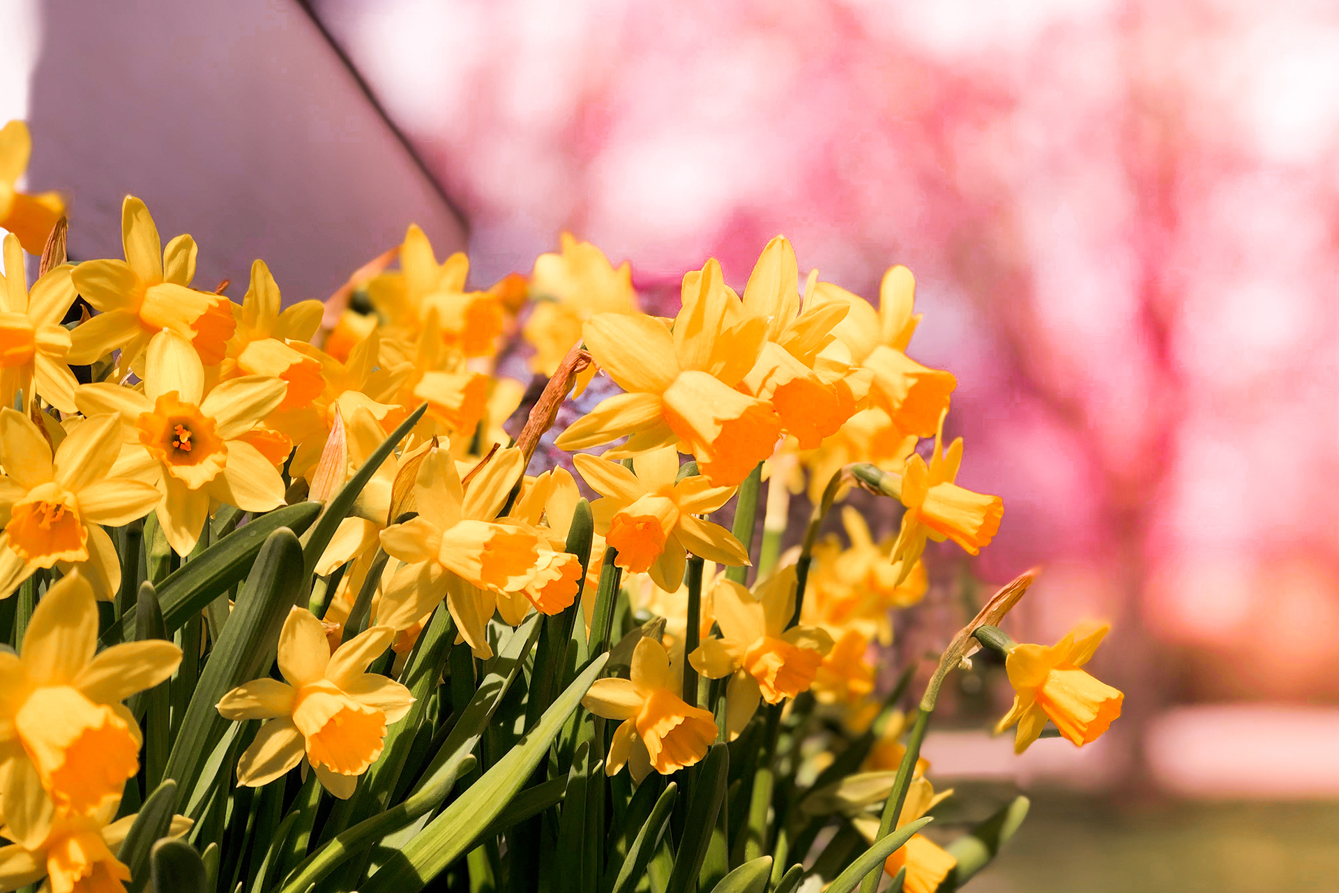 Gula påskliljor som sträcker sig mot solljuset. Bakgrunden är härligt rosa från ett körsbärsträd som blommar. Det är vår i luften.