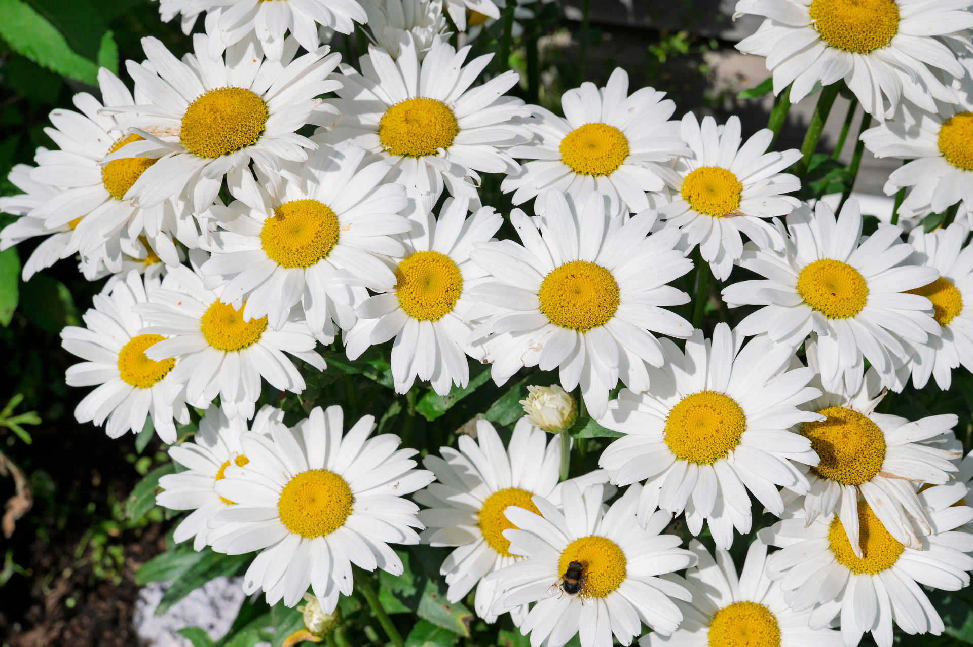 Sommaröppettider