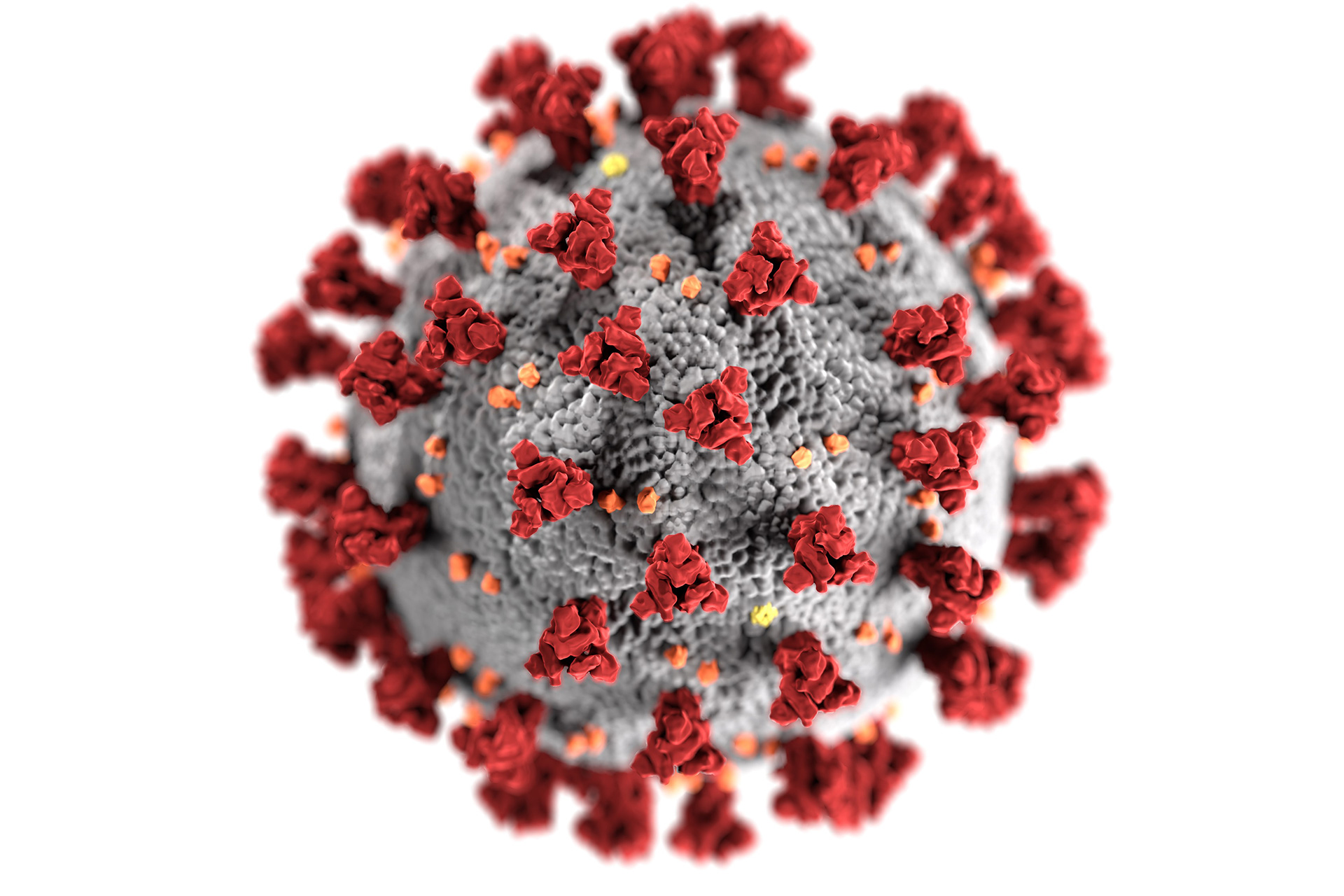 Coronavirus i närbild.